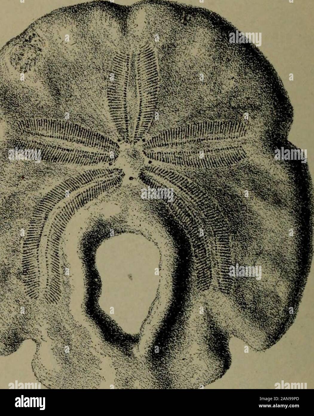 Index fossilien Fotos und Bildmaterial in hoher Auflösung Alamy