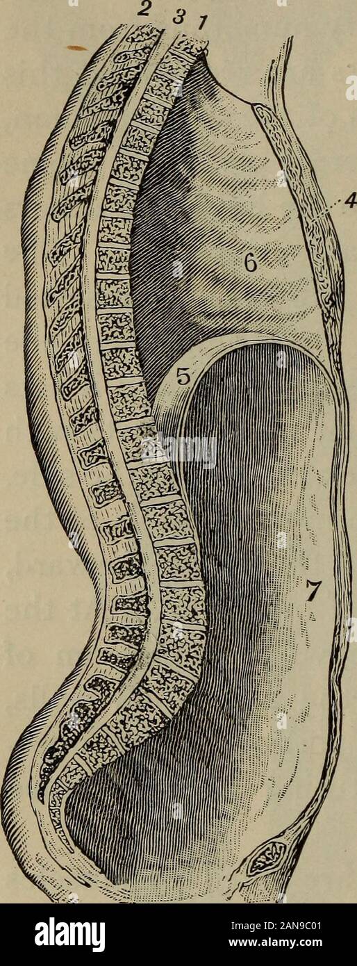 Eine akademische Physiologie und Hygiene. . Teil des Oberschenkels oder Oberschenkel- knochen. Sie helfen bei Drehen des gesamten legso und die Zehen nach außen zu drehen, und in die Oberschenkel upwardin Richtung Bauch. 12. Muskeln der oberen Extremi- bindungen. - Die Muskeln surroundingthe Schulter, zusammen mit othersfrom der Stamm, vorher de-Angerissen, verbunden sind, mit dem Arm (oder Oberarm, wie Es sometimescalled ist) und seine Motoren dar. Die dreieckige Muskel namens thedeltoid (durch seine Ähnlichkeit mit der griechische Buchstabe Delta informieren), oben auf der Schulter gelegen, hebt den Arm auf der Seite des thehea Stockfoto