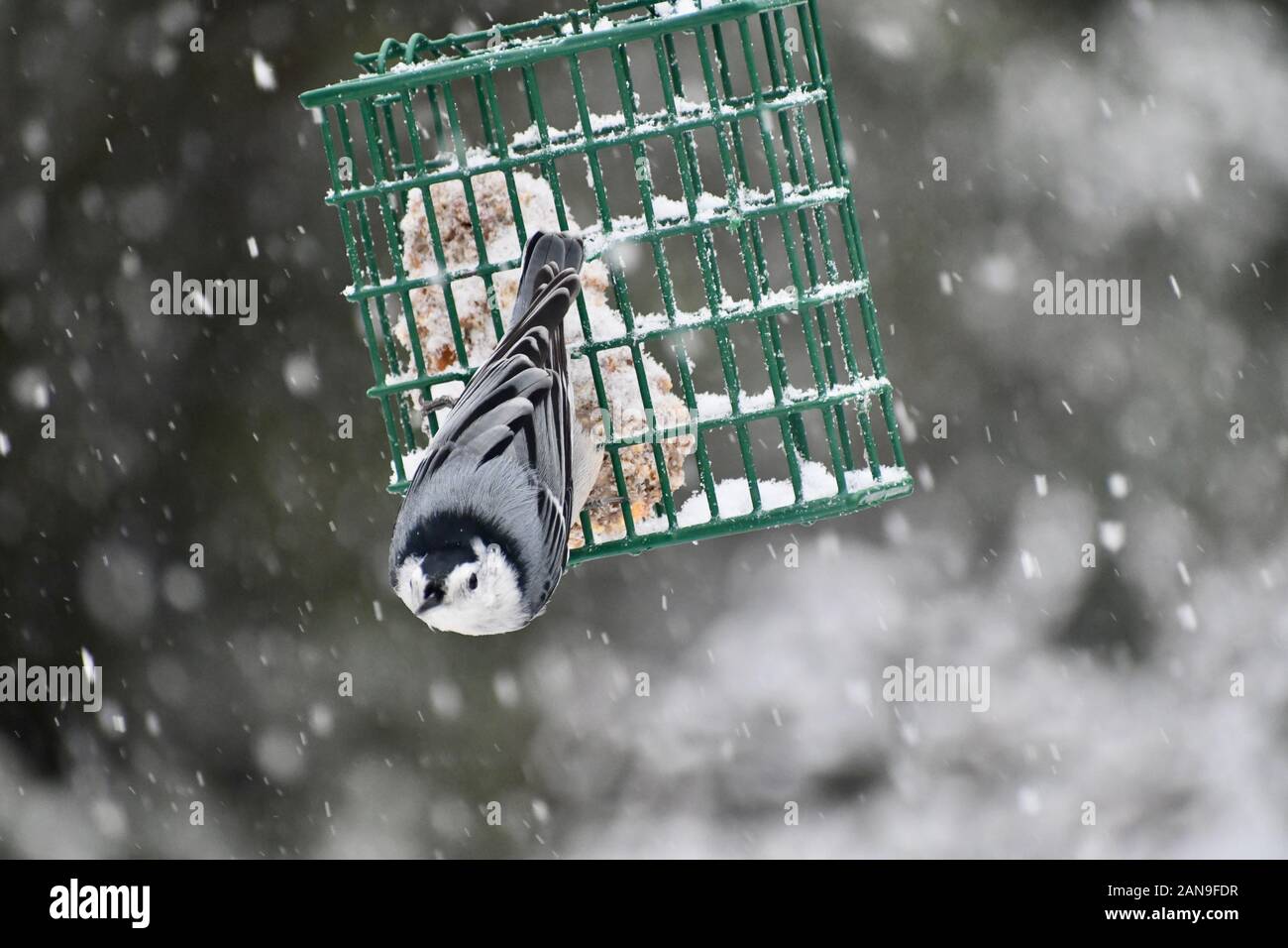 Specht auf eine Klage des Schrägförderers im Schnee Stockfoto