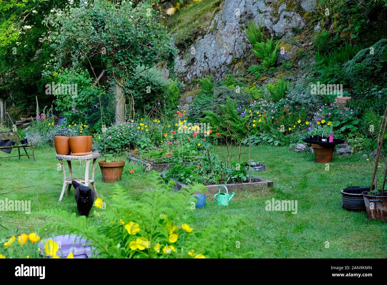 Schwarze Katze, erhöhte Betten und Terrakotta-Töpfe im Landgarten wachsende walisische Mohn Blumen und Gemüse im Mai Carmarthenshire Wales UK KATHY DEWITT Stockfoto