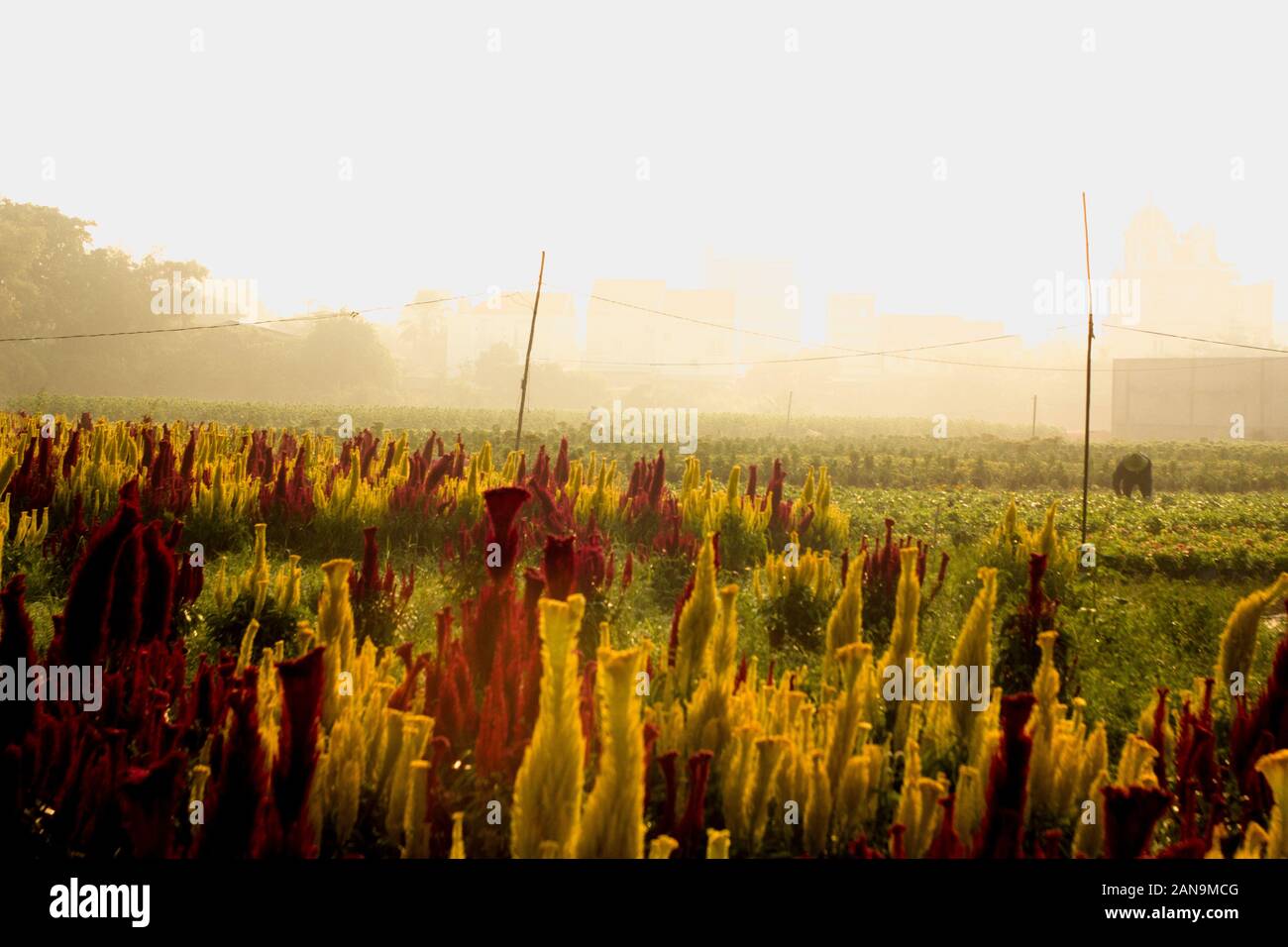 Die Blumen schön blühen in den schönen Garten, der Frühling bringt Blumen charmant und verträumt Stockfoto