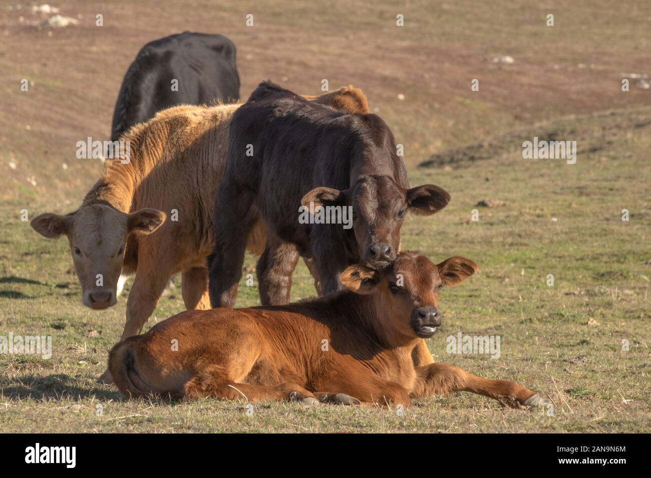 Drei hübsche junge baby Kühe, braun, schwarz und beige Kälber entspannen in Weiden an der Kamera suchen, eine Festlegung von zwei ständigen Stockfoto