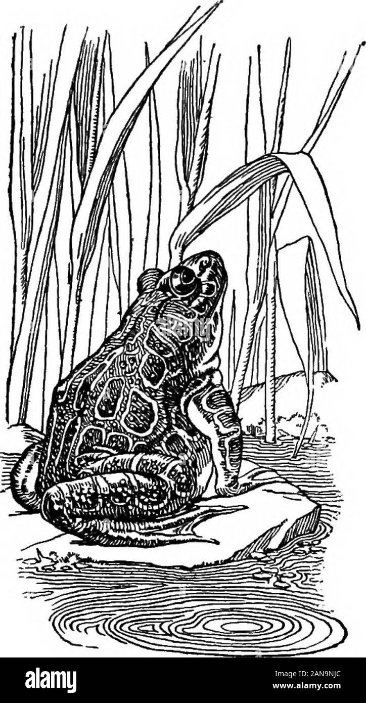 Das Buch der Natur Mythen. o Essen. Der Tod kam und boreaway Die sanfte Hah-hah. Wah-wah-hoosat allein in der düsteren Wigwam heulen forhis Schwester. Dann legte er sich in seine Traurigkeit threwhimself von einem hohen Berg und waskilled. In all dieser Zeit der Vater seine Kinder lookingfor gewesen, und er sah seine sonlying am Fuße des Berges. Auch Thenhe heulte und schrie laut, denn er wasreally Es tut uns Leid, dass er Sie socruelly behandelt hatte. Er war ein Zauberer, und er couldmake sein Sohn leben, aber er konnte nicht makehim ein Junge wieder. Sie wird ein Frosch sein, sagte er, und youshall, Ihr Zuhause in der Marsh mitd machen Stockfoto