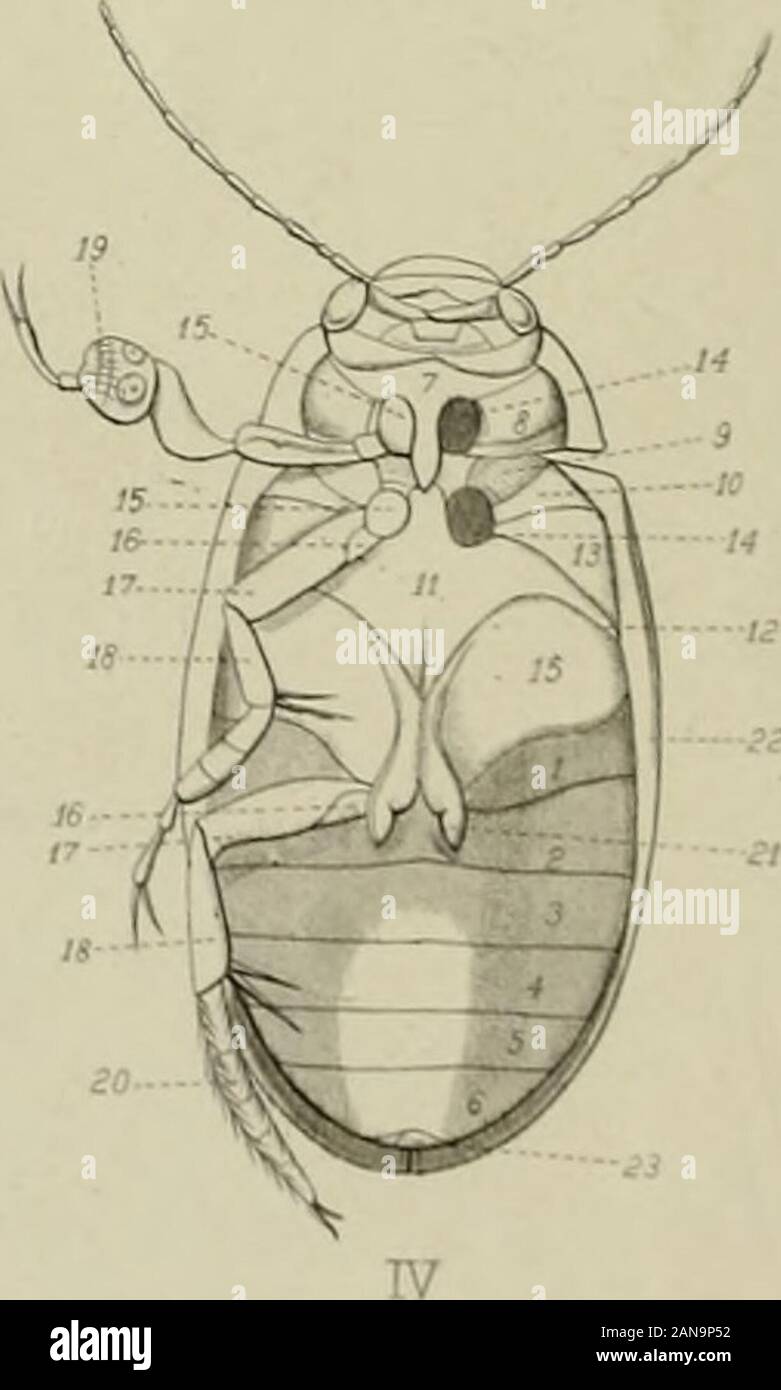Die Taxonomie der britischen islandsA beschreibenden Berücksichtigung