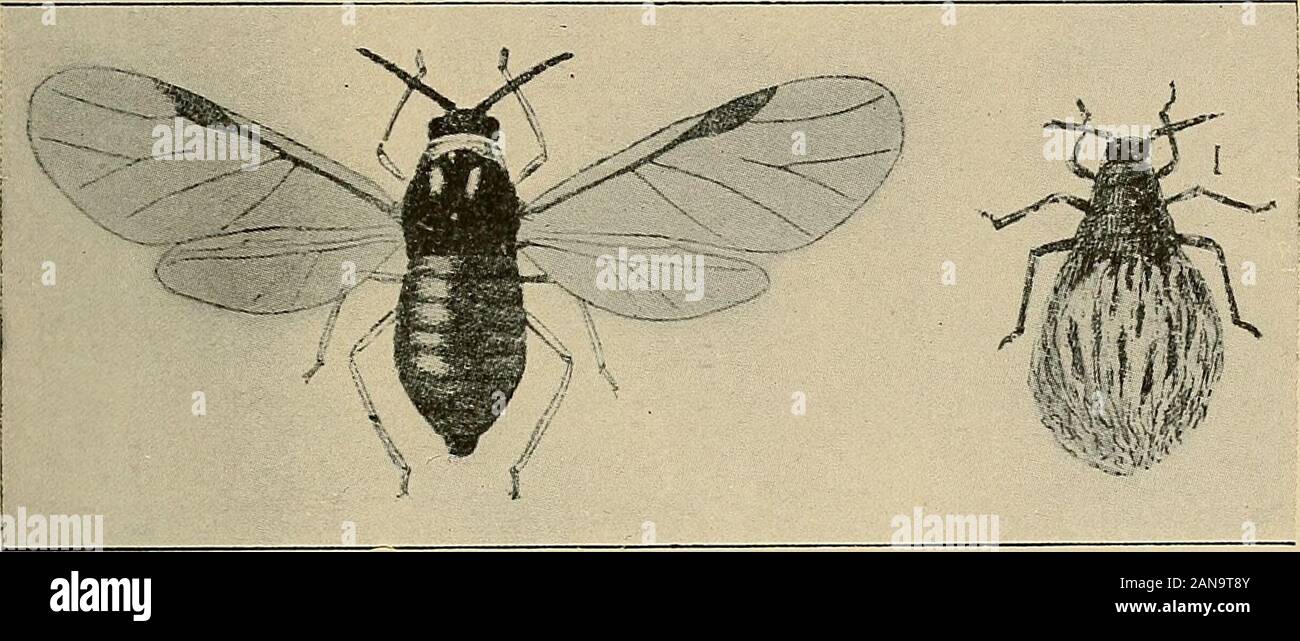 Jahresbericht der Maine landwirtschaftliche Experiment Station. A B^ C D Abb. 6 Ich habe. Dorsale wachs Drüse der Rosette gegen Blattläuse, von der zweiten Generation. A&B, ein paar auf den Kopf. C&D, ein Paar auf prothorax. Beachten Sie, dass thesections in der Anzahl nicht einheitlich sind, wie oft der Fall ist. Abbn. 62 und 63. Woolly gegen Blattläuse. Winged und Flügellose formen. Stark vergrößert. (Nach Marlatt.) Stockfoto