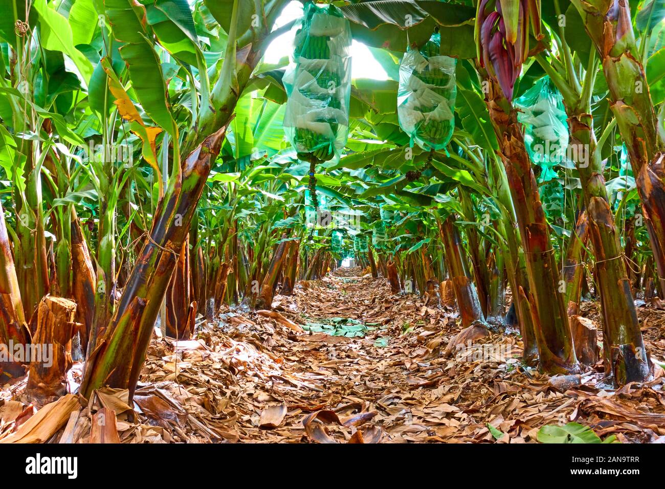 Bananenplantage - Reihen von Bäumen Bananen im Garten Stockfoto