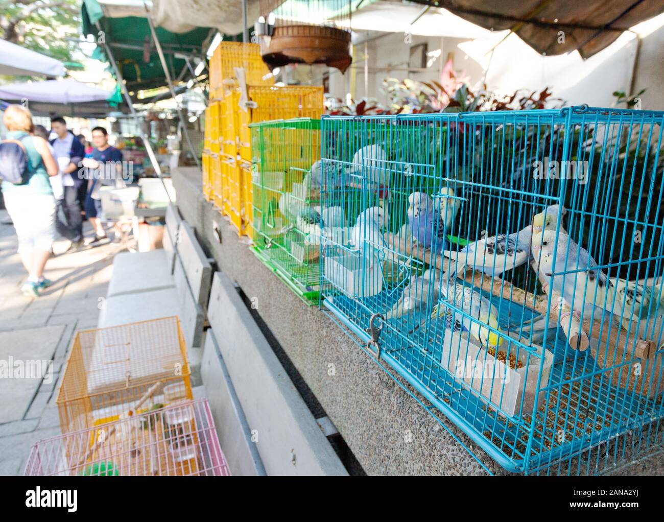 Hong Kong Bird Market - Birds in Cages, Hong kong Market, Kowloon Hong Kong Asia, Beispiel Asia Animal Market Stockfoto