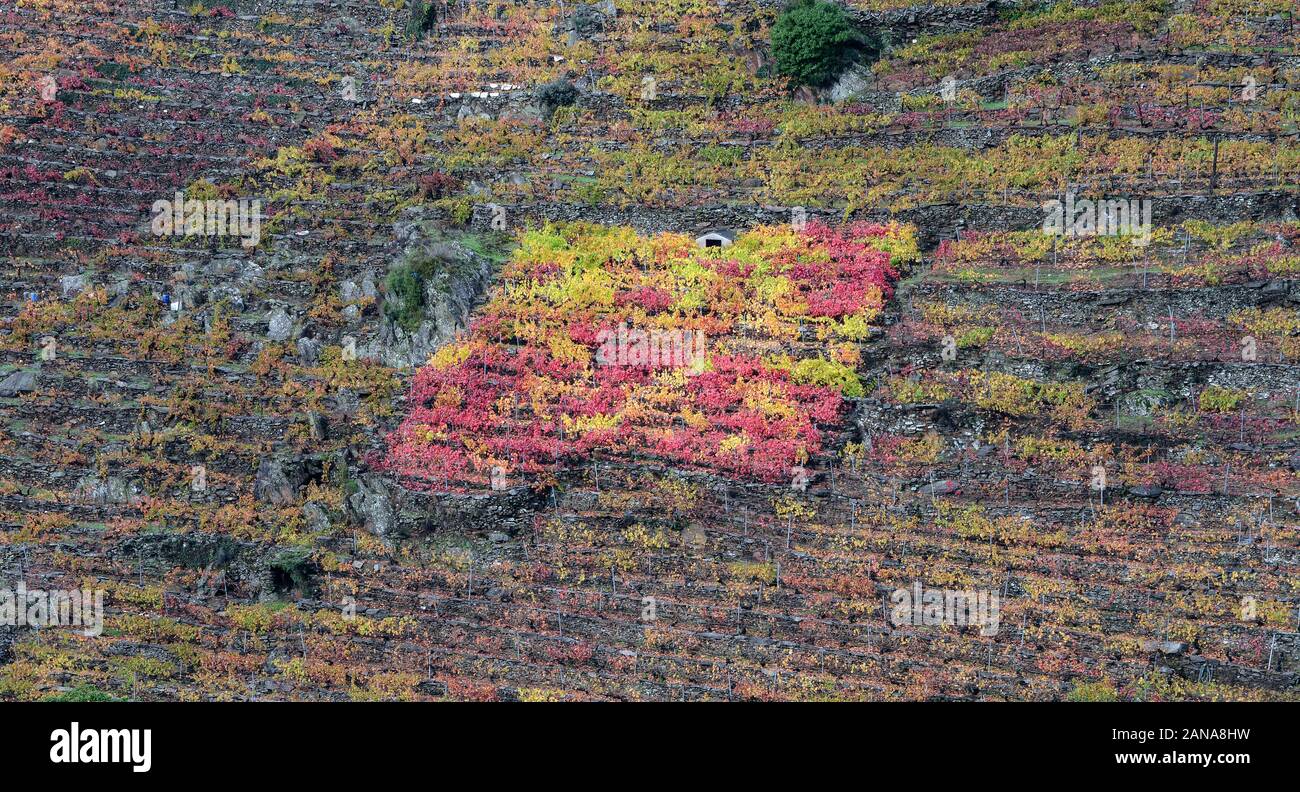 Kleinen Weinberg von eine bunte Vielfalt zeichnet sich unter den der Rest der Farblose Weinberge in der Ribeira Sacra. Stockfoto