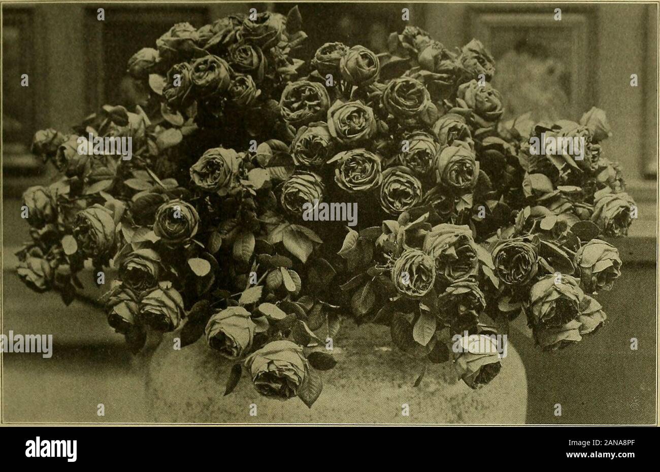 Die amerikanische Florist: Eine wöchentliche Zeitschrift für den Handel. CHICAGO FEDER Die feine Anlage Anzeige der FLOWER SHOW. Frank Oechslin, Chicaero. igi 2. Die amerikanische Florist. 473. CHICAGO SPRING FLOWER SHOW. Den ersten Preis 100 American Beauty Rosen durch Poehlmann Bros Co., Morton Grove, 111. Grand Maitre, L. Unschuld, Gert - unfreundliches, Moreno und Königin des Blues. Der Wettbewerb in Tulpen war sehr nahe, sowohl F. Oechslin und A. JM-Gens dis - spielend schöne Töpfe Der brightflowers; besonders auffällig beingColeur Kardinal und Mon Tresor ausgestellt. Diese beiden Aussteller gefunden Innarcissi aworthy Rivalen in Fritz Stockfoto