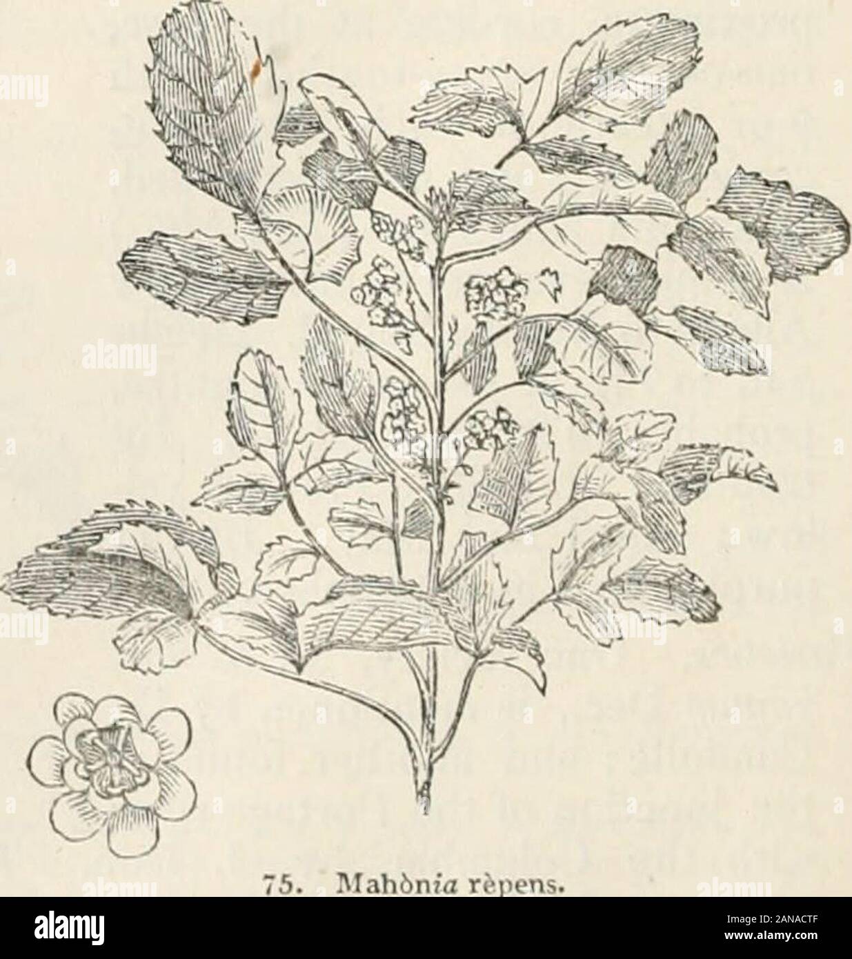 Bäume und Sträucher; eine Übersicht des Arboretums et fruticetum britannicum: Mit der Hardy Bäume und Sträucher von Großbritannien, einheimischen und ausländischen, wissenschaftlich und im Volksmund beschrieben; mit ihrer Vermehrung, Kultur und verwendet und Gravuren auf fast alle Arten. Mahonia nervosa. Beeren rundlich, Glaucous lila, oder tief. Spec. Char., Src Merkblätter 2-Mah 6n 7a ri-. Stifte. 3 Paare, mit einer ungeraden, rundliche eiförmig, opnque. Vii. CRUciA^ CEiE: Tella. 53 stacheligen - tootied. Blütenstände diffus. Root kriechen. Filamente zweizähnig.{zieht Mill.) Ein Evergreen undershrub. Westküste von Nordamerika, aufdem Rocky Stockfoto