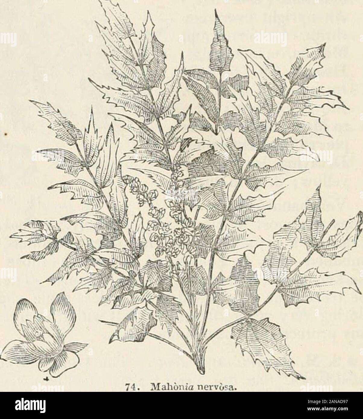 Bäume und Sträucher; eine Übersicht des Arboretums et fruticetum britannicum: Mit der Hardy Bäume und Sträucher von Großbritannien, einheimischen und ausländischen, wissenschaftlich und im Volksmund beschrieben; mit ihrer Vermehrung, Kultur und verwendet und Gravuren auf fast alle Arten. Nord-west ofN. Nordamerika, auf der riverColumbia, in schattigen Pinienwäldern. Höhe 2 ft. und 3 ft. Einl. im Jahr 1822. Marchblue Flowersyellow; Oktober; im Juli reif. Nach Torrey und Grau, der Stamm ist so niedrig, dass es oft scarcelyrises aus dem Boden, und in der Tat ist viel kürzer als die Blätter, Whichare 1 ft. und 2 ft. in Leng Stockfoto