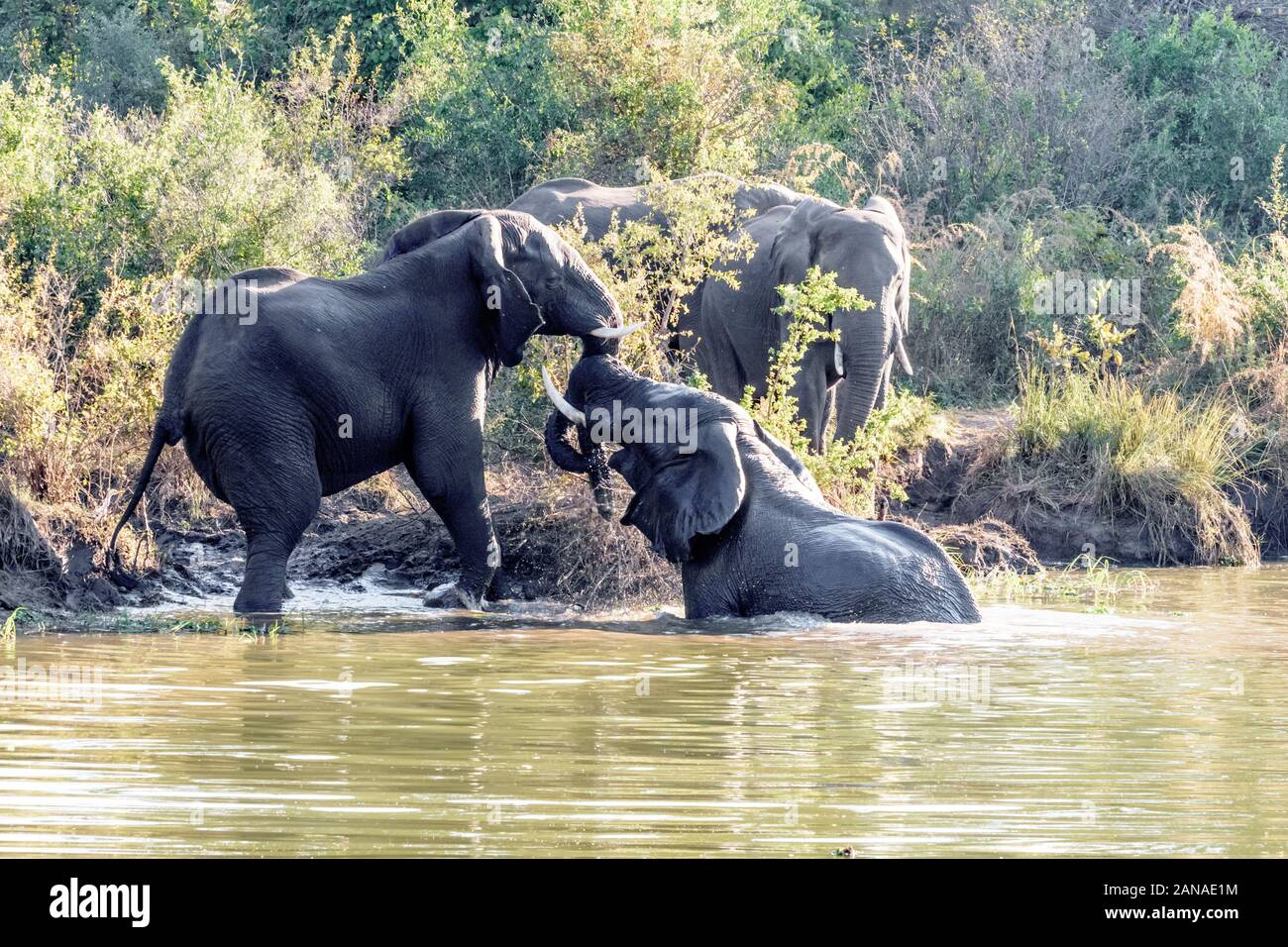 Elefanten, die im Fluss Maramba in der Nähe von Livingston in Sambia auftauen Stockfoto