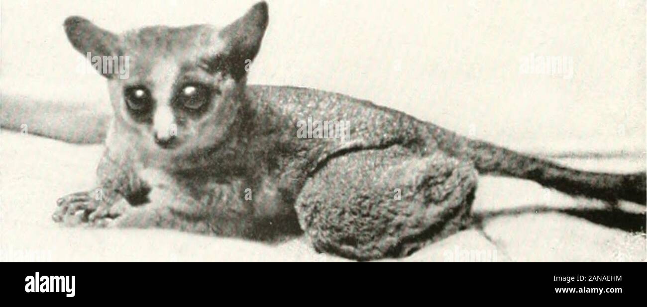 Eine Überprüfung der Primaten. indsi, aber Brauner, und mit muchlarger Ohren, Schwanz, dunkler und kürzer. Schädel: ein Drittel größer; teethlarger. Die ersten und zweiten oberen Molaren haben vier Höckern, zwei outerand zwei inneren; die letzten Molaren nur drei, zwei äußeren und einem inneren: Dieschraube der unteren Molaren haben vier Höckern, zwei Außen- und zwei inneren. Farbe. Kopf und Oberkörper brokkoli braun und grau gemischt, dunkelsten auf dem Kopf; äußere Seite der Gliedmaßen Holz braun; dorsale linewashed mit Mars Braun; unter Teile und der Innenseite der Gliedmaßen yellowishwhite; Hände und Füße grau braun; Schwanz oben Blass mars Braun, unter Heller. Ex Typ Stockfoto