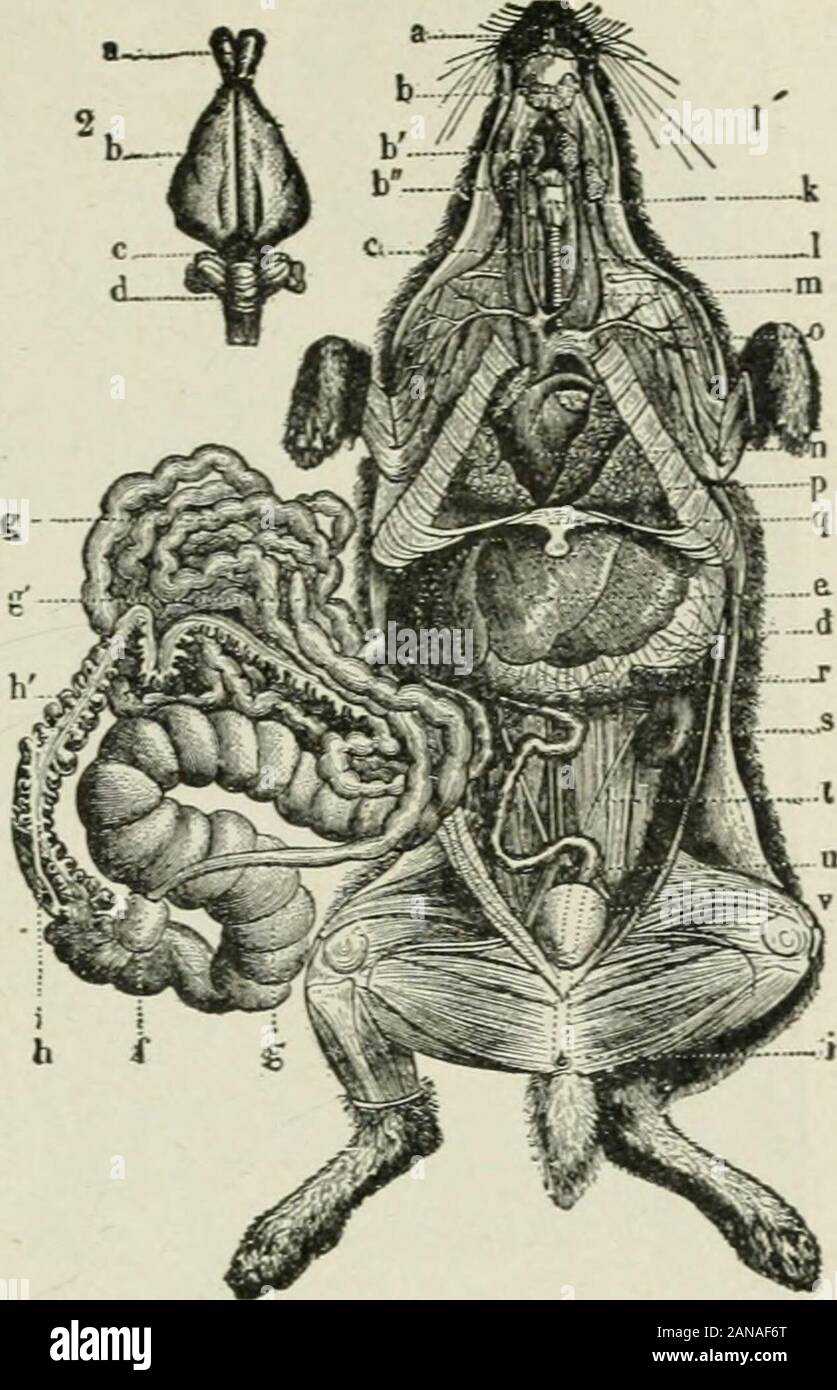 Anfänger "Zoologie. Abb. 406. - Schimpansen. Säugetiere 223 Abb. 407. - Anatomie von Kaninchen. b a, Schneidezähne; i, b, b, Speicheldrüsen: k, Kehlkopf; i, Luftröhre, Speiseröhre; c; d, Membran (besaß onlyby Säugetiere); e; g, Magen, Dünndarm, h, h, große intes-Tine; /?", an der Kreuzung von kleine große intes-Tine; g, g, Caecum, orblind Sac ixovn./(entspricht den geschrumpften rudimentaryvermiform ap-pendix im Menschen 1; m, Halsschlagader arte-ries: H, Herz; 0, aorta;/, Lunge; q, Ende des Brustbeins. r, Milz; 5, Niere;/, ureter (fromkidney zu blad-der ^0 • 2. Gehirn von Kaninchen: a, olfactorynerves; b, Großhirn: c, midbra Stockfoto