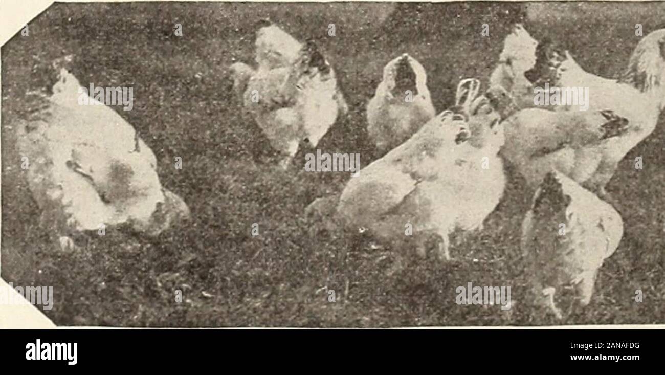 Die Farm - Geflügel. uld beif hatten wir es tatsächlich. Aber die Kürzungen fromphotographs nicht sogar folgen der Herrschaft des theStandard, und die Probe geben dem benefitof der Zweifel. Sie sind eher zu giveall die Chancen gegen ihn. Die besten Fotografien, benötigt man eine gute Kamera, sowie seine Verwendung zu Masterof Bethe, und in der Lage zu sein, seine ownbirds zu nehmen wie er fängt sie in beautifulor günstigen Positionen erhalten. Diejenigen, die als giveinstructions zur Vorbereitung Vögel für die Ausstellung sind immer die Lehre, die sie in den coops Posieren sollte beaccustomed oder leastto stehen natürlich darin. Stockfoto