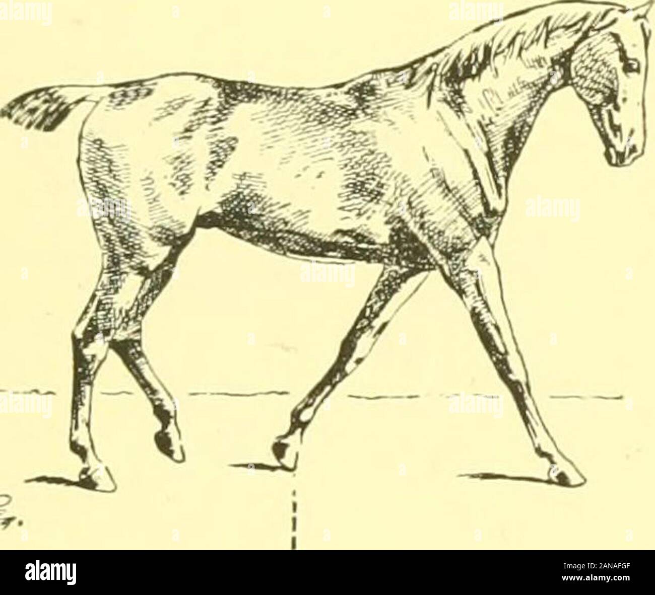 Die Punkte der Pferd: Eine bekannte Abhandlung über equine Konformation. Abb. 61. Abb. 62. ^ SS. Stockfoto