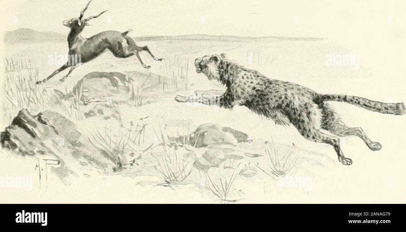 Der Sport der Welt, mit Illustrationen von Zeichnungen und Fotografien. Das DERBY FLYING FOX AUF DEM WEG ZUM KURS. (Foto: W A. Rotich, Strang, W.C.) lOI. Im vollen jagen. Die Jagd mit der Gepard. Von HERBERT COMPTON. Es gibt nur wenige werden mehr exklusive Sport thanthat der Geparden jagen, Genuss inwhich ist jetzt auf native rajahs inIndia beschränkt. Das Objekt kann als coursingantelope mit geparden oder Leoparden jagen für die Ausübung ausgebildet beschrieben werden. Sir William Jones, Thefamous orientalische Gelehrter, behauptet, dass cheetahhunting entstanden war, der König von Persien über Jahr bv v. Chr. 865, aber die Stockfoto