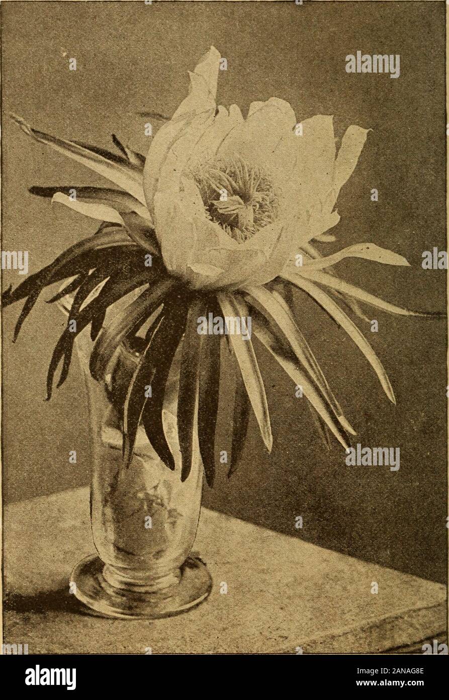 Blicke auf die Pflanzenwelt. Blicke auf die PFLANZENWELT BV INHALT. Seite Blicke auf das Werk - Welt i I. Was ist ein Werk? 13 II. Die Anlage macht Brot steigen. 17 III. Was ist Schimmel? 20 IV. Ein Wort über fliegenpilze 25 V. Einige andere Flowerless Pflanzen ... 28 VI. Frosch - Spit 34 VII. Ein Garten im Meer 41 VIII. Meer Pflanzen {Fortsetzung) 45 IX. Robin - Weizen 51 x Farne 58 XI. Die Walking-Farn 62 XII. Eine Anlage in Rüstung 67 XIII. Die Bettwäsche Anlage 73 XIV. Zusammenfassung 77 XV. Die Teile der Blume 80 XVI. Wie Samen sind 87 vi perfektioniert, INHALT. Seite XVII. Wie die Blumen ihre Pollen Auto - Ried 93 XVII. Stockfoto