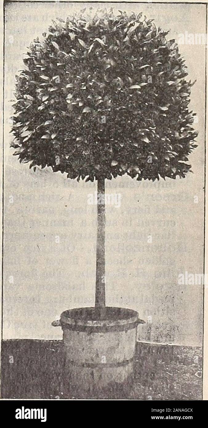 Dreer die vierteljährlichen Großhandel Preisliste: Werkzeuge, Düngemittel, Insektizide, Verbrauchsmaterialien, etc.. Pyramidal-förmigen Bucht.. STANDARD- ODER baum-förmige Bucht. HENHY A. DREER, 714 Chestnut Street, Philadelphia, Pa... Dahlien. Stockfoto