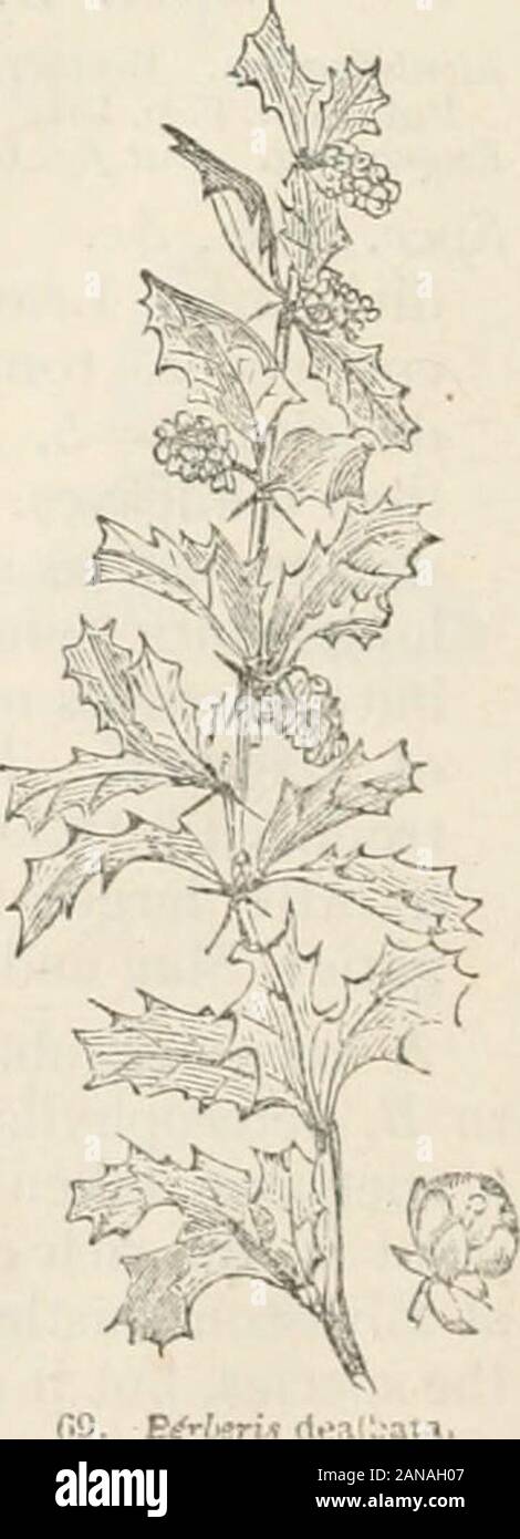 Bäume und Sträucher; eine Übersicht des Arboretums et fruticetum britannicum: Mit der Hardy Bäume und Sträucher von Großbritannien, einheimischen und ausländischen, wissenschaftlich und im Volksmund beschrieben; mit ihrer Vermehrung, Kultur und verwendet und Gravuren auf fast alle Arten. Vi. BERBERA CEJE: RBERIS WERDEN. 49 AFC 15. B. asiatica Roxb. Die asiatischen Berberry. Identifikation. Roxb. im Dez. Syst., 2. s. 13. ; Dez. Prod., I. S. 107.; zieht Mill., 1. s. 116; Pen. Cyc, 4. s. 261. Synonyme. Die Lyciura von Dioscoridcs, Royle in Linn. Trans., xvii. S. 83.; B. tinctOna Lech. ; Die Rosinenbomber Berberry, Pen. Cyc. Engravi Stockfoto