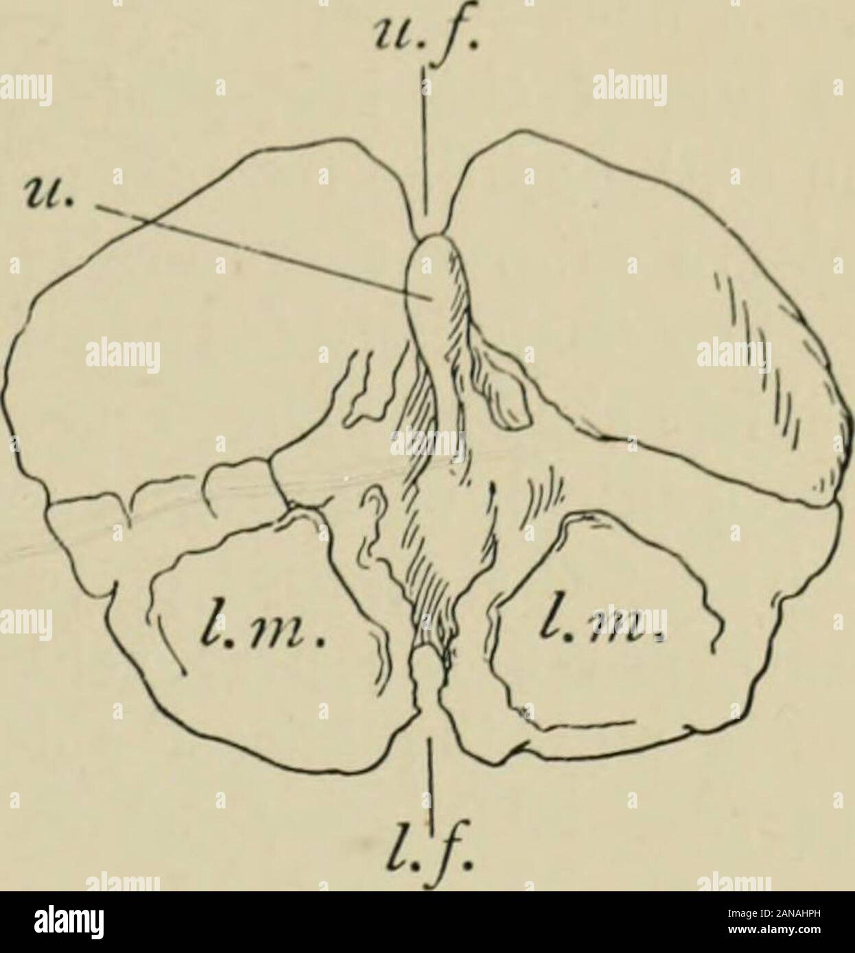 Eine Abhandlung über die Zoologie. Abb. Xv. Vertebrale ossicle oi Ophiura Mtillei nlunis (nach). 1, aboral Oberfläche; 2, adoral Oberfläche. V, nuibo; Lm, geringere Muskel gehalten; "./, obere und/./, unteren Kanal Furchen; u. s, uinbonalsocket; • Der Kanal für den podion (durch Entfernen von i) Kunst der Muskel gehalten auf der rechten Seite abgebildet). Untere Winkel sind durch Breite erweitert Flächen belegt, bei pass die Rohre der Podia (die Oberfläche auf einer Seite in figureis Zerbrochen der Kanal für die podion, "zu zeigen). Von der Waffen an die Scheibe, das Skelett ist toconsist von zwei Platten gesehen, eine Zugehörigkeit zu den externen Stockfoto