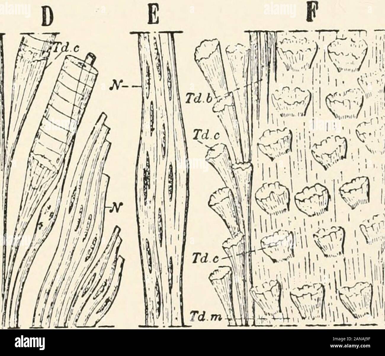 Ein text-Buch der Entomologie, einschließlich der Anatomie, Physiologie, Embryologie und Metamorphosen der Insekten, für den Einsatz in landwirtschaftlichen und technischen Schulen und Hochschulen sowie durch die Arbeitsgruppe Entomologen. Sarc. Abb. 236. - Zubereitungen von der Adduktoren Muskel des Unterkiefers von Vffipa crabro, Arbeiter, durch Hitze und Alkohol mehrere Stunden nach dem Verlassen der Zelle. A Ex4 Jf); Fx 212: A, terminalcupule der Sehne eines Fibre-Channel. B, C, Union der Fasern mit ihren Sehne. D, Zweig der thetendon ein Muskel, Sehnen von einigen der Fasern; dieser Zweig ist begleitet withnumerous nervös Stockfoto