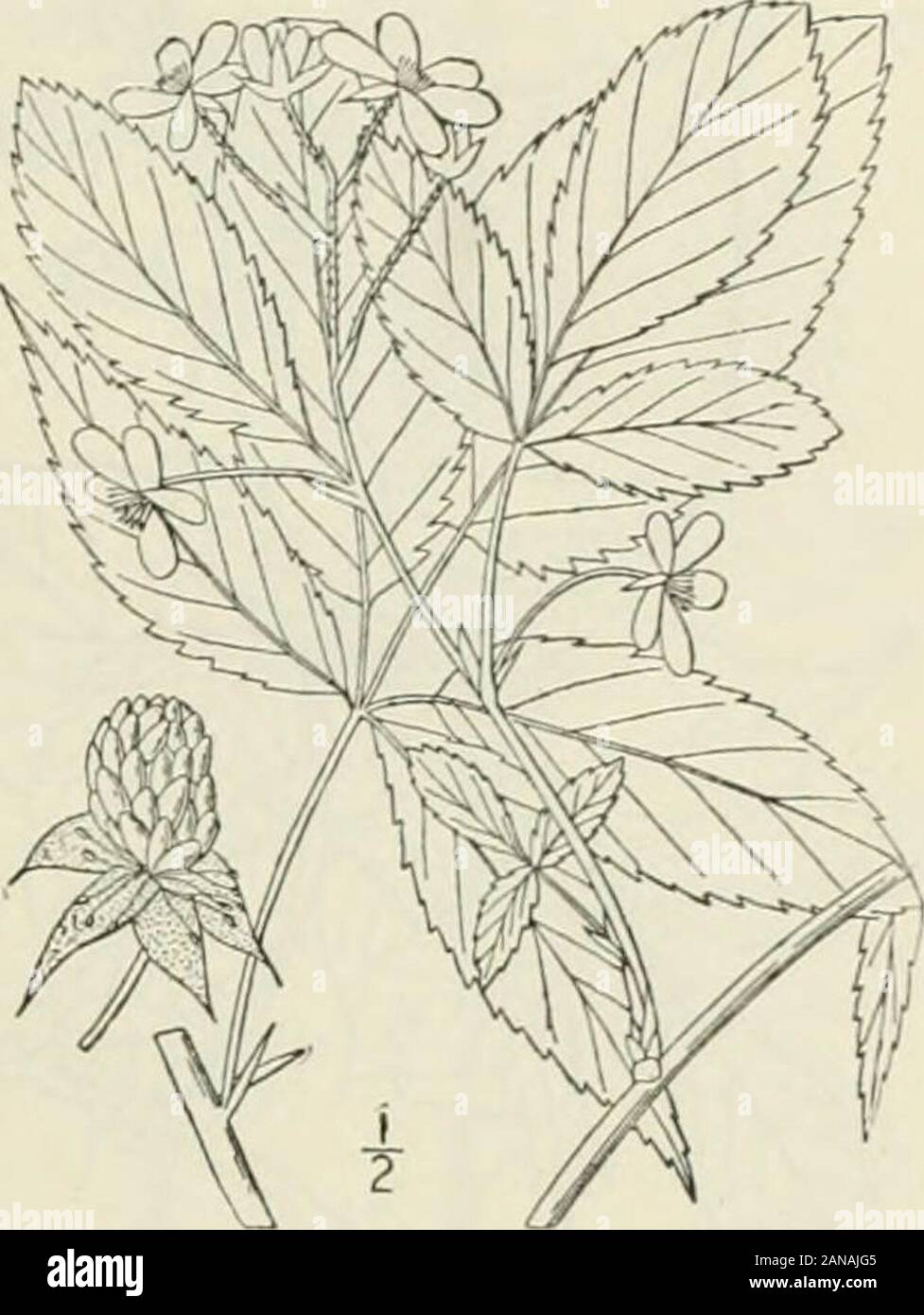 Eine Illustrierte Flora von der nördlichen USA, Kanada und die britischen Besitzungen: von Neufundland zu den Parallelen der südlichen Grenze von Virginia und vom Atlantik westwärts nach dem 102 Meridian; 2nd Ed. wnish - schwarz, oft l Lang, lecker. In sandiger Erde, südlichen Connecticut, Florida, im Westen an Missouri und Louisiana. Brier - berry. Mai-juli. Obst reif July-Aug. ROSE FAMILIE. m 10. Rubus canadensis L.] [illspaughs Schwarz-Berry. Abb. 2297. |> Rubus canadensis L. Sp. PI. 494. i3 J. Rubus Millspaughii Britton, Bull. Tor Club 18:366. Aufsteigend, Wand - wie ganz unar Stockfoto