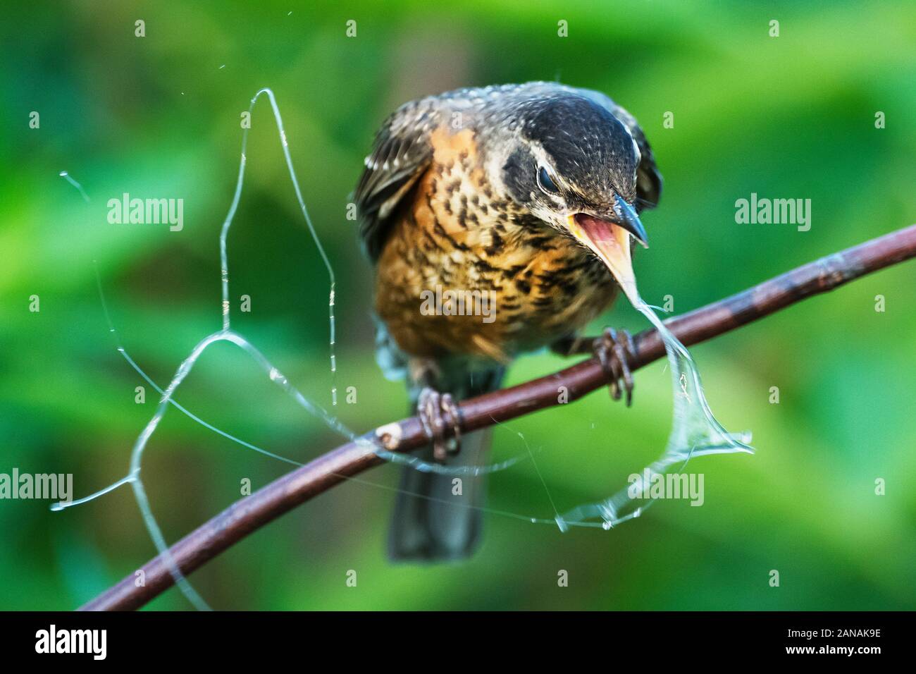 Juvenile amerikanischen Robin wiederzugibt. Stockfoto