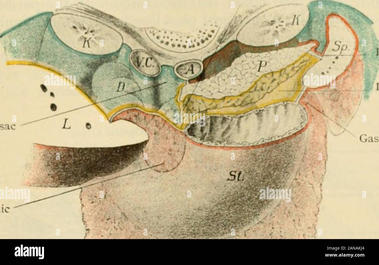 Der menschlichen Anatomie, einschließlich der Struktur und Entwicklung und praktische Erwägungen. Beziehungen zu den mesogastrium von drei Niederlassungen der Arterie, die Zöliakie, Achse, sind wie folgt. Die Milz Arterie, im erwachsenen Zustand, liegt vollständig hinter der perma-nent Peritoneum, in der Nähe des Nabels der Milz, wo die mesogastrium ist nicht mehr an der Wand befestigt. Es sendet seine Terminal verzweigt in die Milz, thegastro - epiploica Sinistra auf die größere Krümmung der Magen und die Vasa breviato den Fundus. Die gastrische Arterie, ursprünglich in der mesenterv des Zwölffingerdarms, erreicht die kardiale en Stockfoto