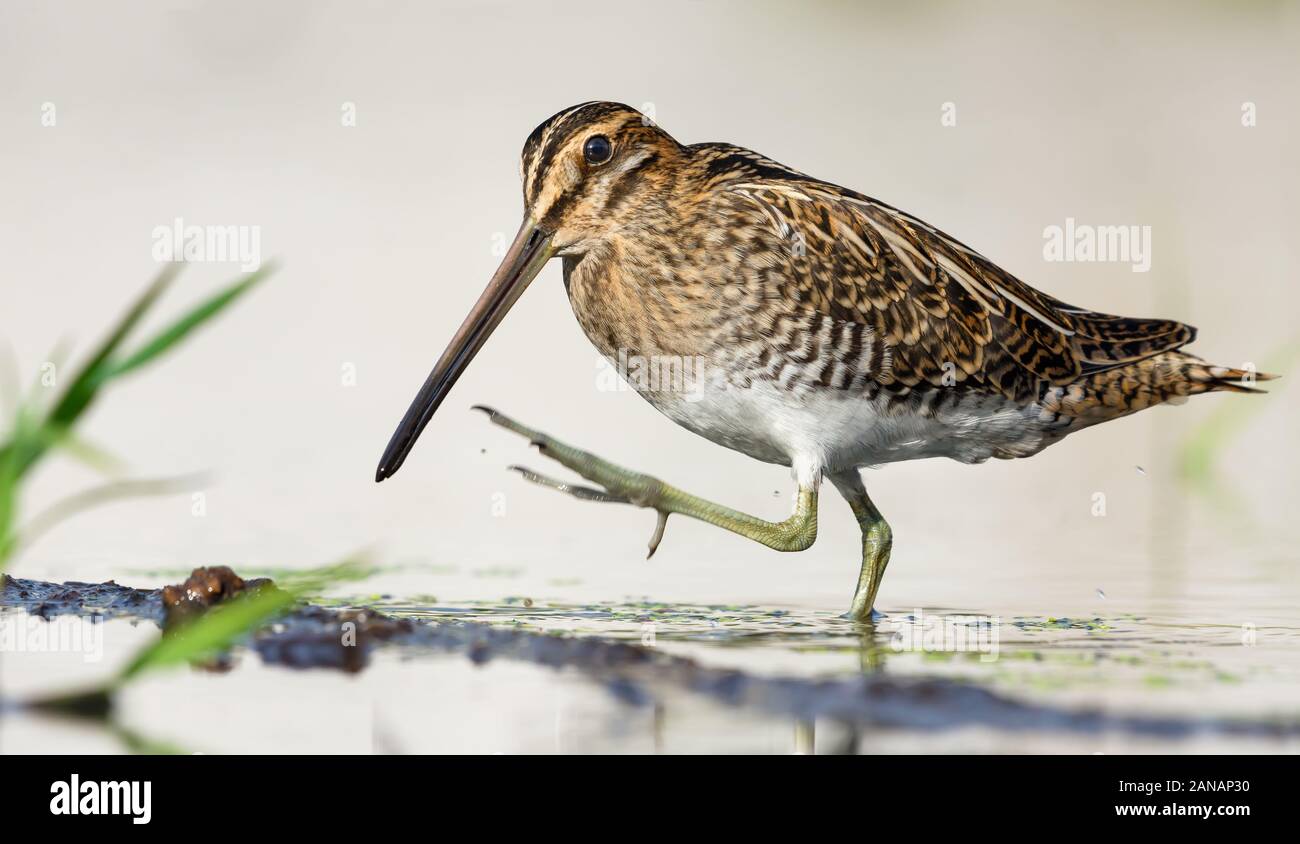 Bekassine Spaziergänge eifrig auf dem wasser ufer Grenze gestiegen Fuß Stockfoto