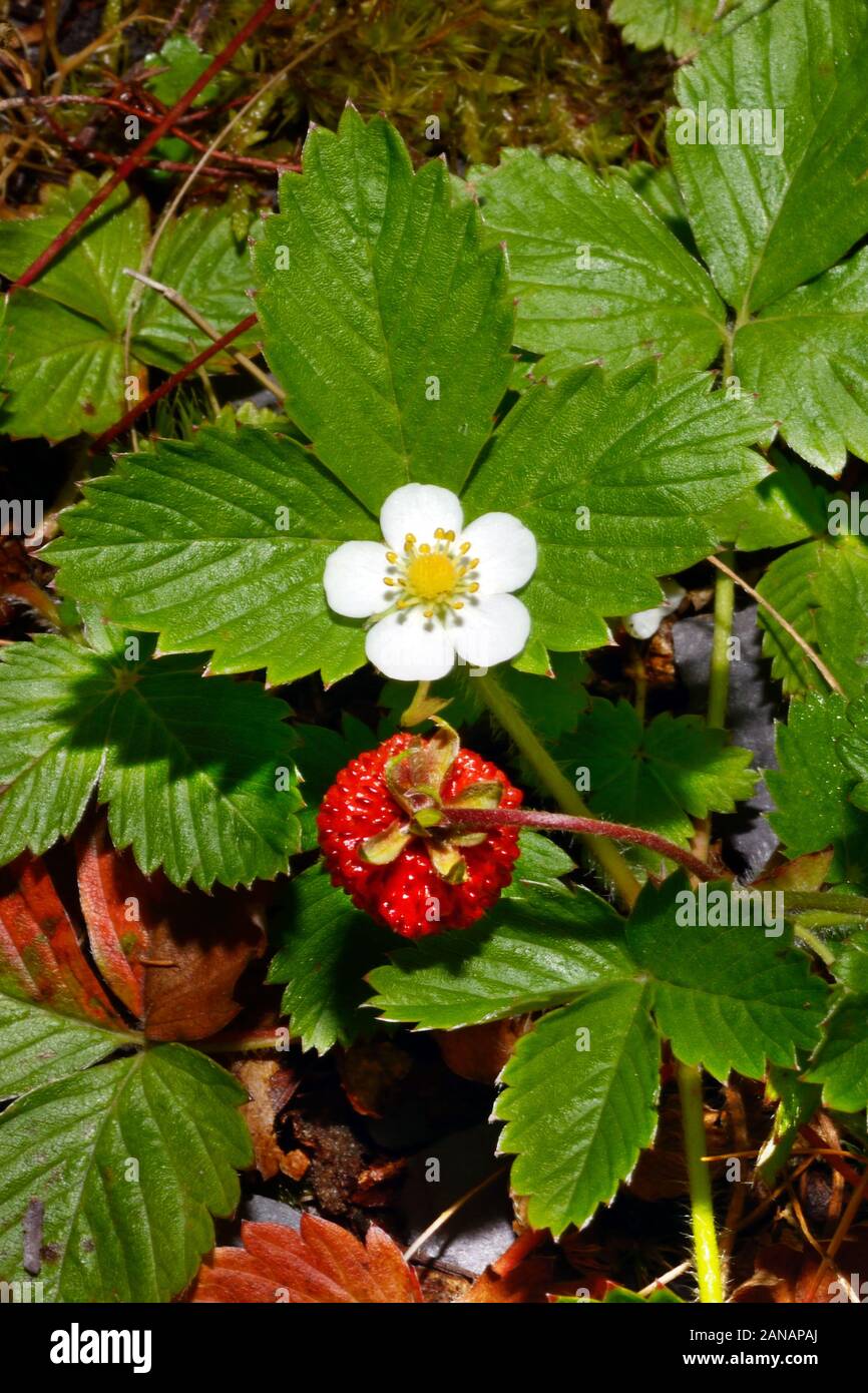 Erdbeere (FRAGARIA VESCA) wächst in weiten Teilen der nördlichen Hemisphäre auf Böschungen, Hügeln und Wiesen. Stockfoto