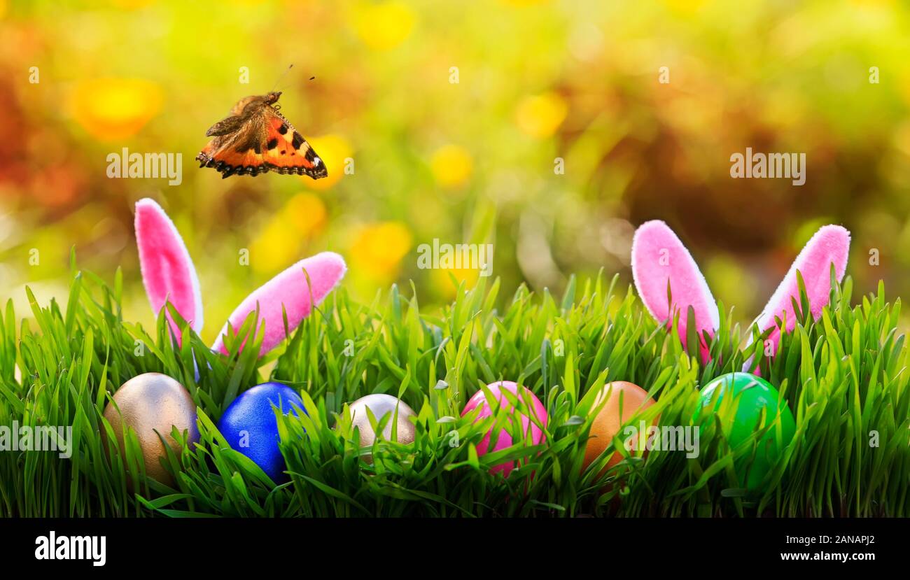 Festliche Ostern Karte mit Hasenohren aus der grüne Kräuter mit bemalten Eiern und ein Schmetterling flattert an einem sonnigen Sonntag Frühling Stockfoto