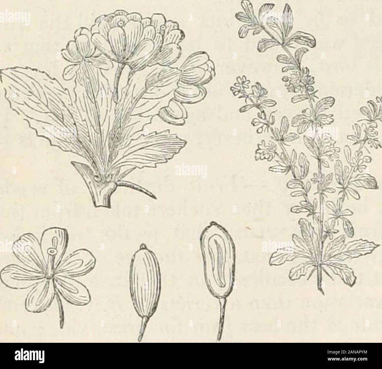 Bäume und Sträucher; eine Übersicht des Arboretums et fruticetum britannicum: Mit der Hardy Bäume und Sträucher von Großbritannien, einheimischen und ausländischen, wissenschaftlich und im Volksmund beschrieben; mit ihrer Vermehrung, Kultur und verwendet und Gravuren auf fast alle Arten. n Essig, wenn greein, als Ersatz für Kapern. Die Anlage wird in Gärten als Frucht Baum oder Strauch Frucht; und thevariety, oder vielmehr Variation, in der die Samen werden zu wollen, Betriebssystemleistung, in dem die Frucht ist süß angebaut werden, sind in der Präferenz empfohlen. Die plantmakes Eine hervorragende Absicherung; aber es gibt eine prejudic Stockfoto