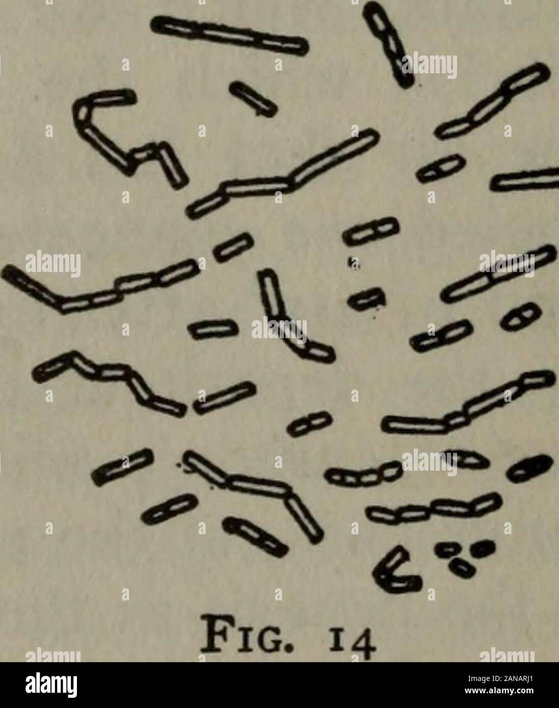 Harvard Classics. nd Länge seit dem n-ten; viele von ihnen sind joinedtogether in langen gewundenen Ketten, verymobile auf die Gelenke, sichtlich lessactive und mehr schwanken in proportionto die Zahl, um die Kette zu bilden, der die Länge der Individuen. Diese Beschreibung gilt für themajority Der vibrionen, die zylindrischen Stäbe occurin und sind homogene-Organisationseinheiten in Aspekt. Es gibt andere, ofrare Vorkommen in Ketten, welche einen klaren Korpuskel, das heißt, ein Teil mehr refractivethan andere Teile der Segmente, bei einer ihrer Extremitäten. Manchmal das wichtigste Segment die Co Stockfoto