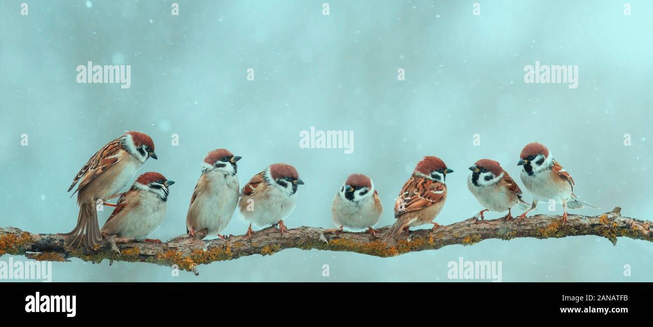 Panorama Foto mit einer Herde von kleine lustige Vögel sitzen auf eine Zweigniederlassung, die in einem Winter Park unter dem Schnee Stockfoto