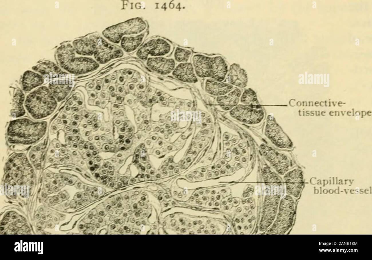 Der menschlichen Anatomie, einschließlich der Struktur und Entwicklung und praktische Erwägungen. ges, durch die die spleenon Links und der absteigende Teil des Duodenums auf der rechten Seite kommen der hinteren Bauchwand zu lieagainst haben, ist komplett Retroperitoneale. Der Posterioren sur-Face, mit dem mögliche e. Ausnahmeprogramm en Ende des Schwanzes, der byperitoneum umgeben sein kann, wird durch Bindegewebe die Teile hinter ihm angebracht werden. Die Schichten ofperitoneum im antero-oberen und unteren Oberflächen treffen thetransverse mesocolon, die entlang der Grenze zwischen diesen Flächen verbunden ist, Stockfoto
