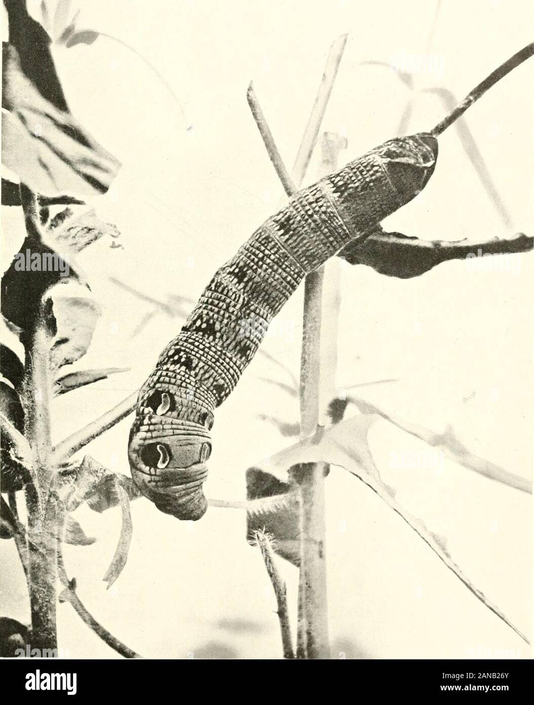 Wunder der Insekten; eine populäre Konto der Struktur und der Gewohnheit. ) 01 Cellus.. Foto durch] Die Raupe des Elefanten Hawk-Moth. [Harold Bastin. W! un-full diese Caterpillar gewachsen ist ein bemerkenswert snake-wie-Aspekt, wenn nur die Hälfte seiner Länge sichtbar ist. Die feinen schwarzen Markierungen auf den greenor braune Haut produzieren die Wirkung von Skalen und der große schwarze und weiße Markierungen ein wenig hinter dem Kopf sehen wie weit aufgerissenen Augen. Durch drawingin sein Kopf das Auge - Spot Segmente arc anschwellen und die Kreatur wirklich heftig zu erscheinen. Es kann kaum Zweifel daran, dass dieser Aspekt, so wird davon ausgegangen, seryes zu warnen. Stockfoto