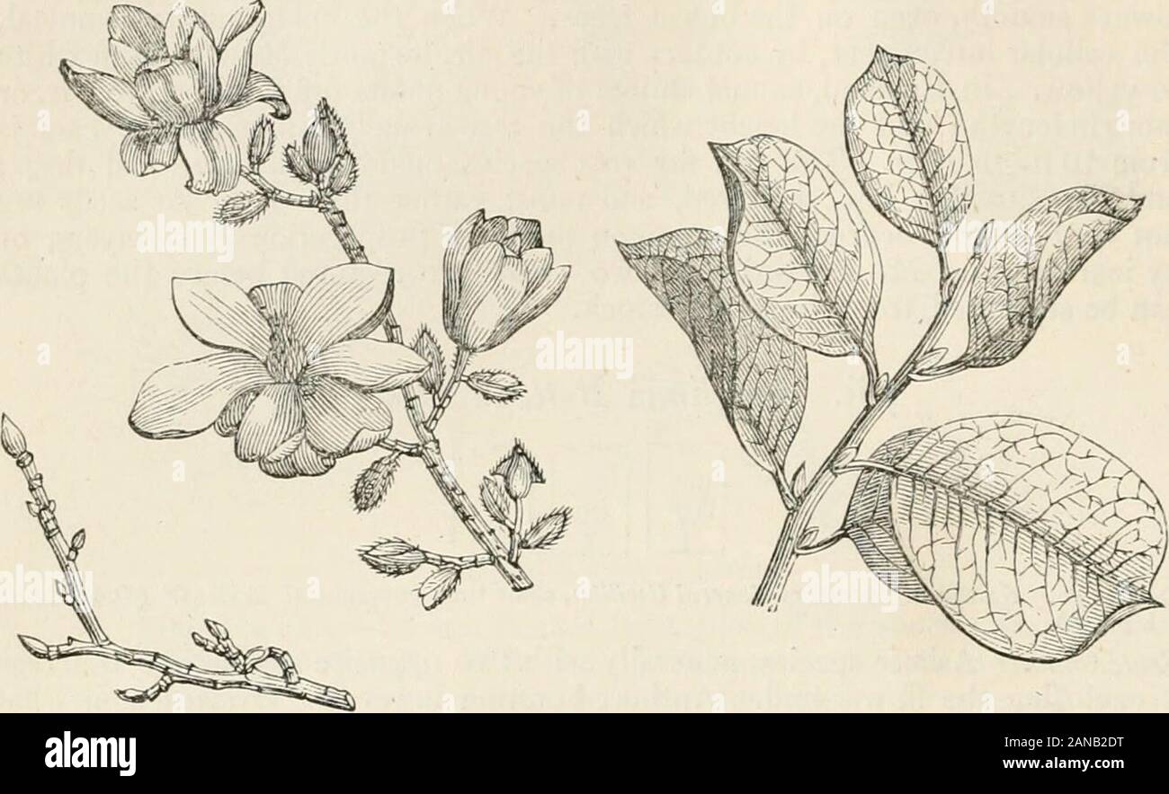 Bäume und Sträucher; eine Übersicht des Arboretums et fruticetum britannicum: Mit der Hardy Bäume und Sträucher von Großbritannien, einheimischen und ausländischen, wissenschaftlich und im Volksmund beschrieben; mit ihrer Vermehrung, Kultur und verwendet und Gravuren auf fast alle Arten. Zu den Themen gerichtet. M. C. S. speciosn und M. C. S. Alexan-drhia sind in britischen Gärten, aber tliey sind nicht wert, sich von M. C. Souhingertwa. 44. Magn6 iia con & picua. TIlis ist eine sehr auffällige Baum, von allen anderen magnoliasof beide Abschnitte unterscheiden, durch seine Blumen erweitern, bevor Sie die Blätter. Den berühmten Modevierteln Stockfoto