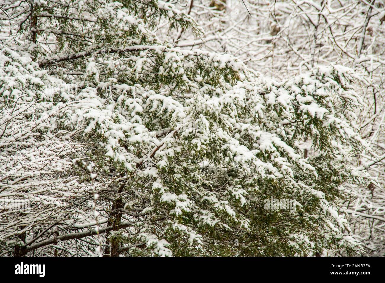 Schnee bedeckt Evergreens Stockfoto