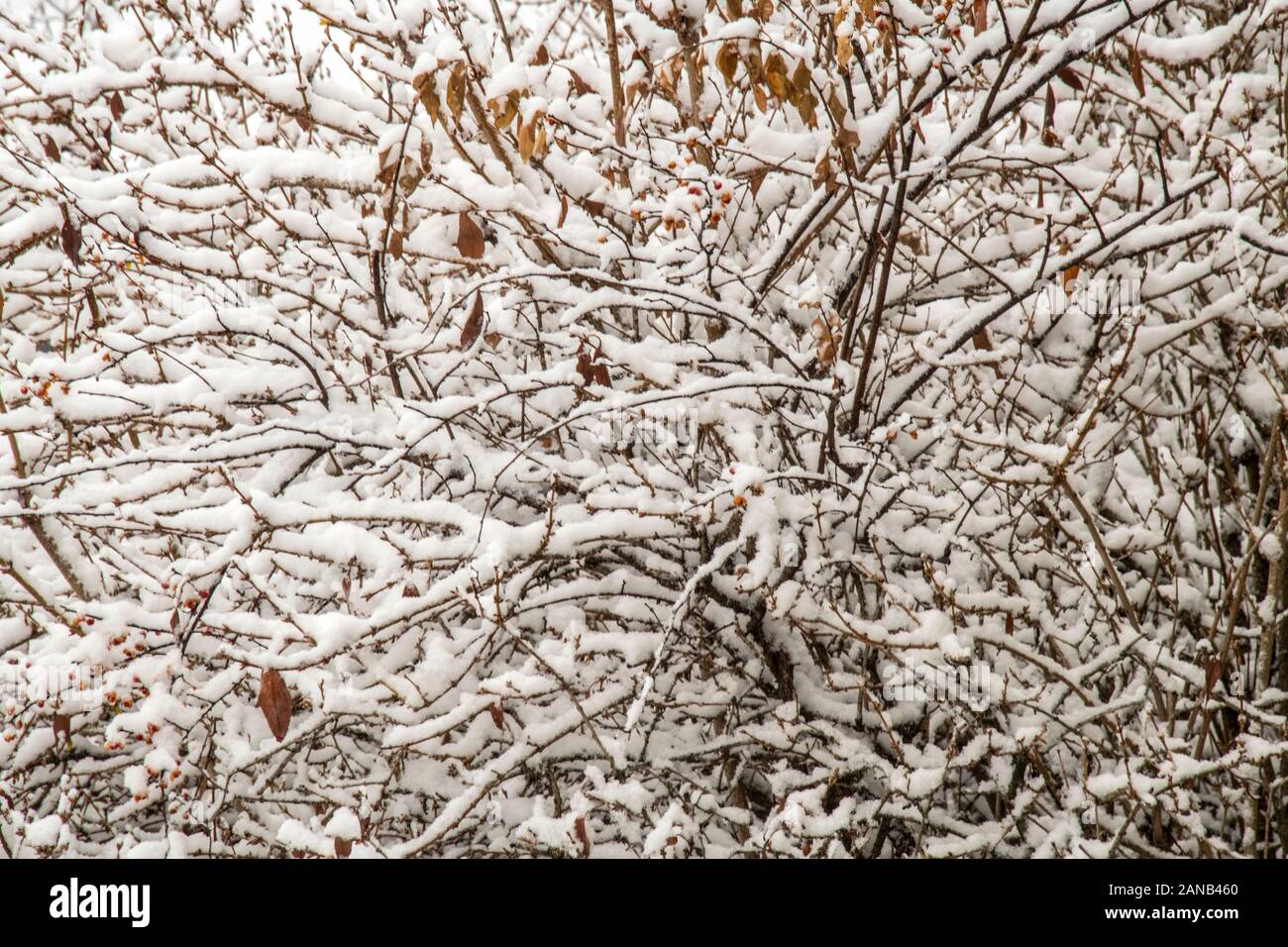 Winter Forsythia Stockfoto