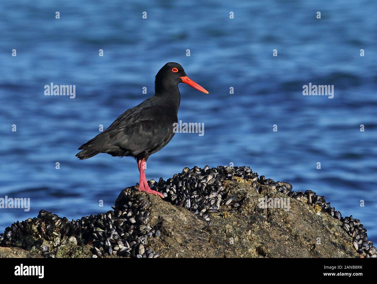 Afrikanischen schwarzen Austernfischer (Haematopus moquini) Erwachsenen stehen auf Mussel cover rock Langebaan, Western Cape, Südafrika November Stockfoto