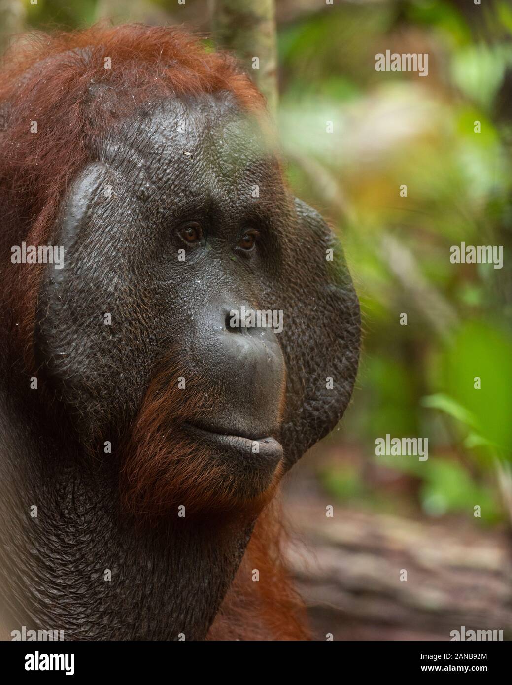 Orang-utans im Tanjung Puting Nationalpark eine geschützte Umgebung, in Kalimantan, Borneo. Stockfoto