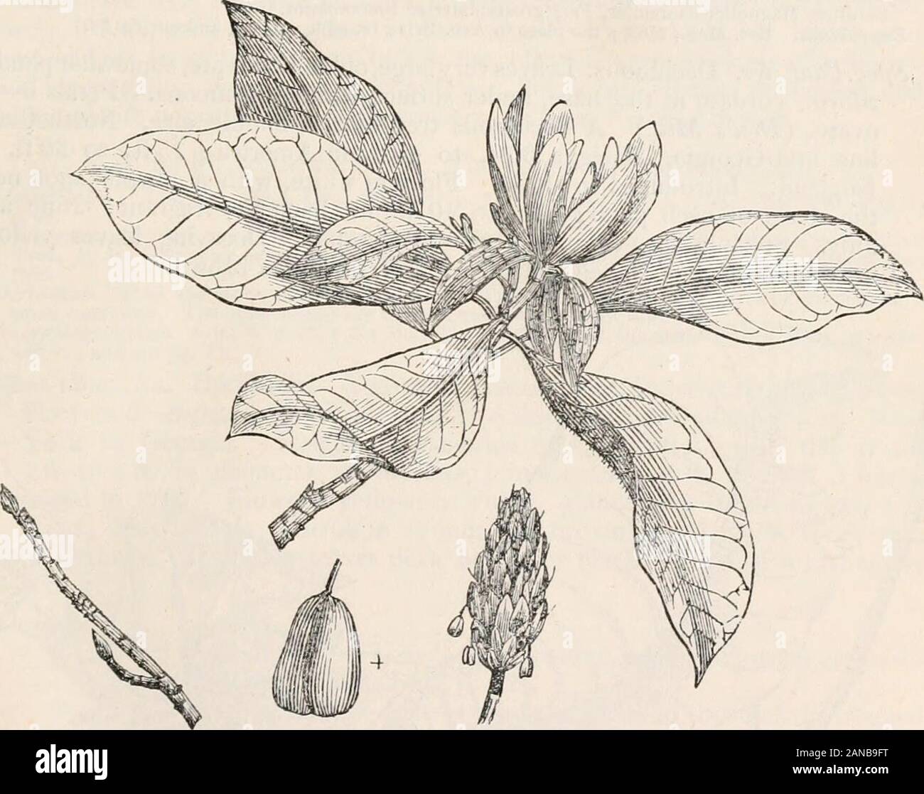 Bäume und Sträucher; eine Übersicht des Arboretums et fruticetum britannicum: Mit der Hardy Bäume und Sträucher von Großbritannien, einheimischen und ausländischen, wissenschaftlich und im Volksmund beschrieben; mit ihrer Vermehrung, Kultur und verwendet und Gravuren auf fast alle Arten. t. im Durchmesser, die in Form von einem Regenschirm. Der Baum ist in der elkwood Moun genannt - enthält von Virginia, wahrscheinlich aus der Ähnlichkeit der die Punkte der Triebe zu den hornsof Elk tragen. Die französischen Namen lediglich bedeuten Regenschirm Baum, und die Deutschen die drei-blättrige Biber Baum, oder Magnolia. Gravuren. Michx. Arb., 3. Stockfoto