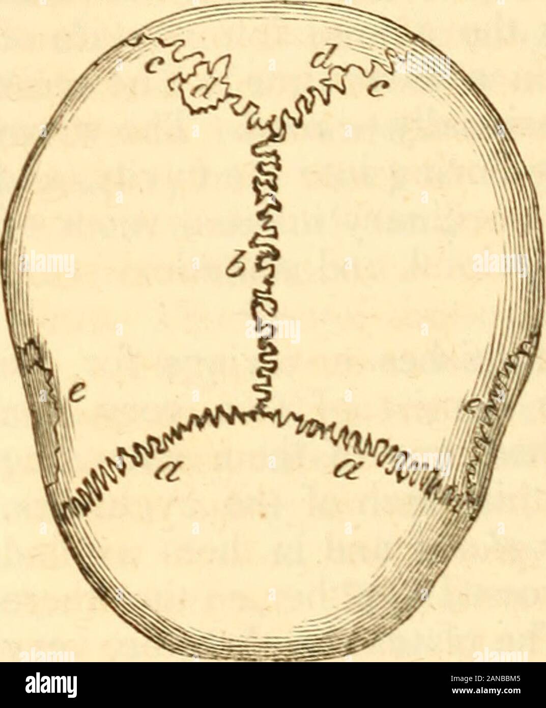 Ersten Zeilen der Physiologie, wird eine Einführung in die Wissenschaft des Lebens; in der Sprache des Volkes geschrieben. Station - Ansicht von oben auf die skuii. Stationen der Winkel der eyefor eine kurze Distanz. Intern, ihre Oberfläche ist stark von der Stamm und die Zweige der zwei greatarteries des internen Periost oder Dura mater genutet, whichwill nachstehend beschrieben werden, und sind eingerückt, wie thefrontal Knochen, durch die Windungen des Gehirns. 407. Die parietale Knochen Abdeckung der Oberfläche von thoseportions des Gehirns, die durch die phre gelten, sind als nologists instiuments der mehr rein moralsentiments von Stockfoto