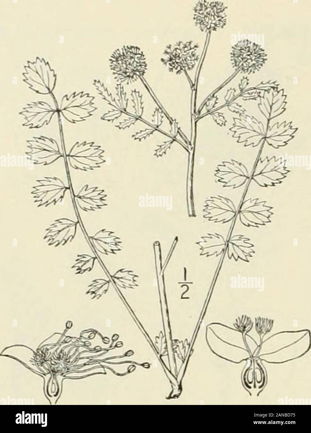 Eine Illustrierte Flora von der nördlichen USA, Kanada und die britischen Besitzungen: von Neufundland zu den Parallelen der südlichen Grenze von Virginia und vom Atlantik westwärts nach dem 102 Meridian; 2. ed.. 21. POTERIUM L. Sp. PI. 994. 1753. Mehrjährige Kräuter, mit odd-Gefiedert, Blätter vorzuschreiben und die kleinen, perfekt und imperfectflowers in dichten Köpfen. Kelch - Rohr 4-anBled, eingeschnürt in der Kehle, 4-gelappten, Blütenblätter 4. Perfekte Blüten mit mehreren oder vielen sank Staubgefäßen, die Filamente capillan, -. Blütenstempel 2; Stil; Narben Bürsten-. In der Achene thicke eingeschlossen Stockfoto