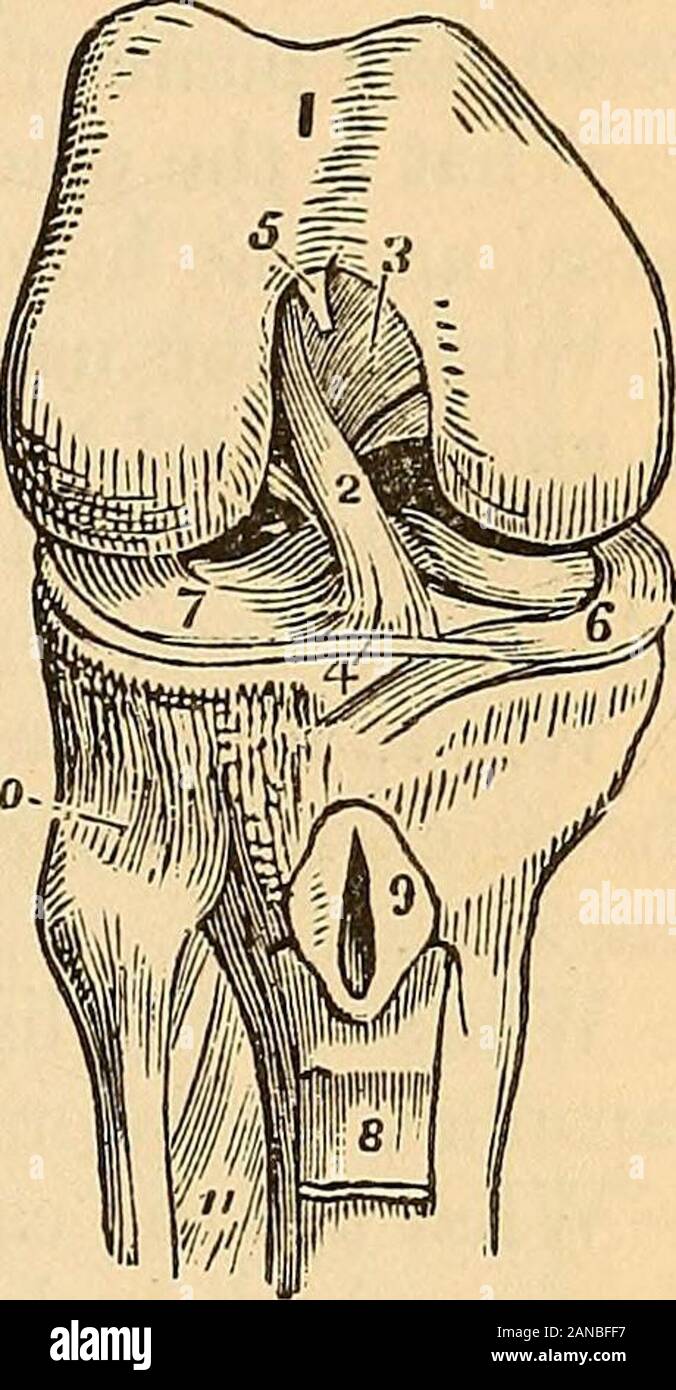Ein Handbuch von Prüfungen: auf Anatomie, Physiologie, Chirurgie, Medizin, Chemie, Geburtshilfe, Materia medica, Apotheke und Therapeutika, insbesondere für Studierende der Medizin entwickelt, an dem eine medizinische Formelsammlung hinzugefügt. Gestärkt durch die Sehne des bizeps Jiexor cruris; die Poste - Rior superior,^ gelegen wie das ehemalige Poste - riorly; Die interosseus, ^^zwischen den twobones platziert, mit einem kleinen Loch in der Spitze der ante-rior Schienbeinkopf Arterie, und die Quer, oder anteriorinferior und posterior Inferior. (Abbn. 49, 60.) Was sind die Bänder der Patella?- Theanterior li Stockfoto