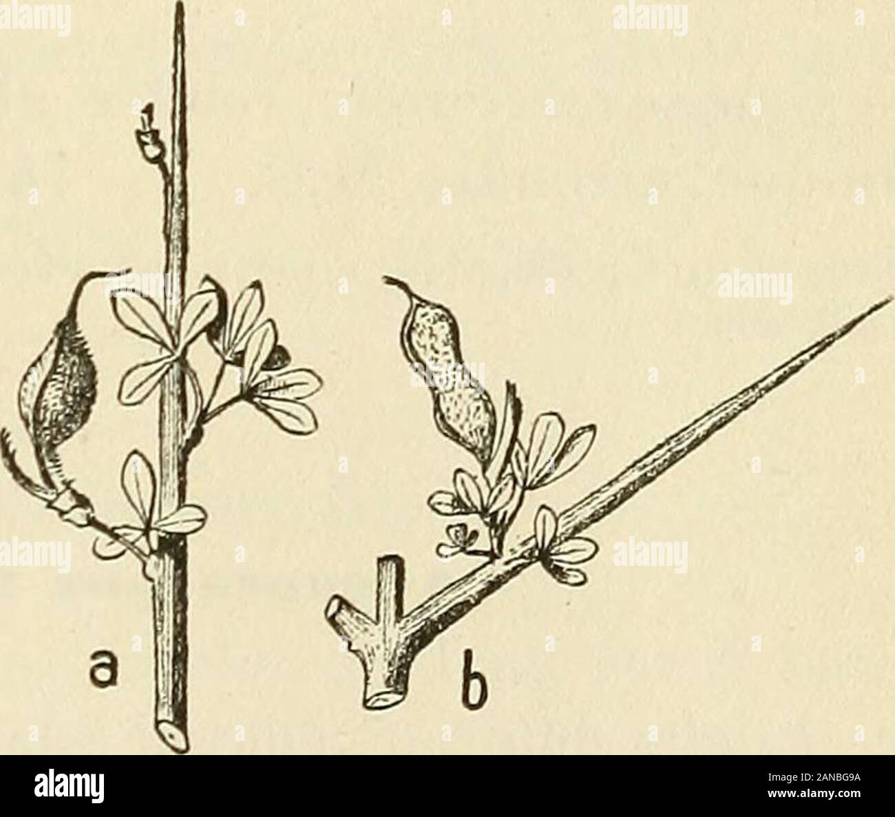 Les zoocécidies des Plantes d'Afrique, d'Asie et d'Industriegüter: Beschreibung des Galles, Illustration, Bibliographie détaillée, répartition géographique, Index bibliographique. Calycotome intermediaAsphondylia calycotomoe (a i 366) Abb. 828 (a). - Dap. Nat. 82 g (6). - Dap. Nat.. Calycotome villosa Asphondylia calycotomoe (n" 1869) Abb. 83 o(a). - Dap. Nat. Abb. 83 I (6). - Dap. Nat. Calycotome intermedia GD. Ac. in der Fr. - Gousse herum, atteignant renflée raccourcie et au max. 20 mm.de Länge (Abb. 828); renflement einzigartige en Général, LEGUMINEUSES 376 Presque sphérique, Contenant une cavité spacieuse Limi Stockfoto