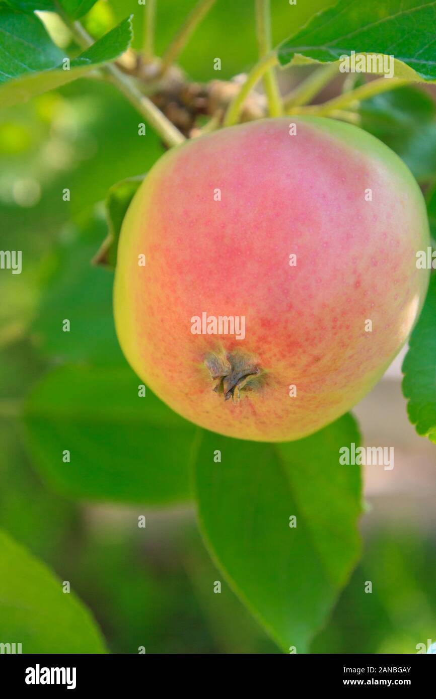 Reife äpfel Hängen an einem Baum im Sommer Garten Stockfoto
