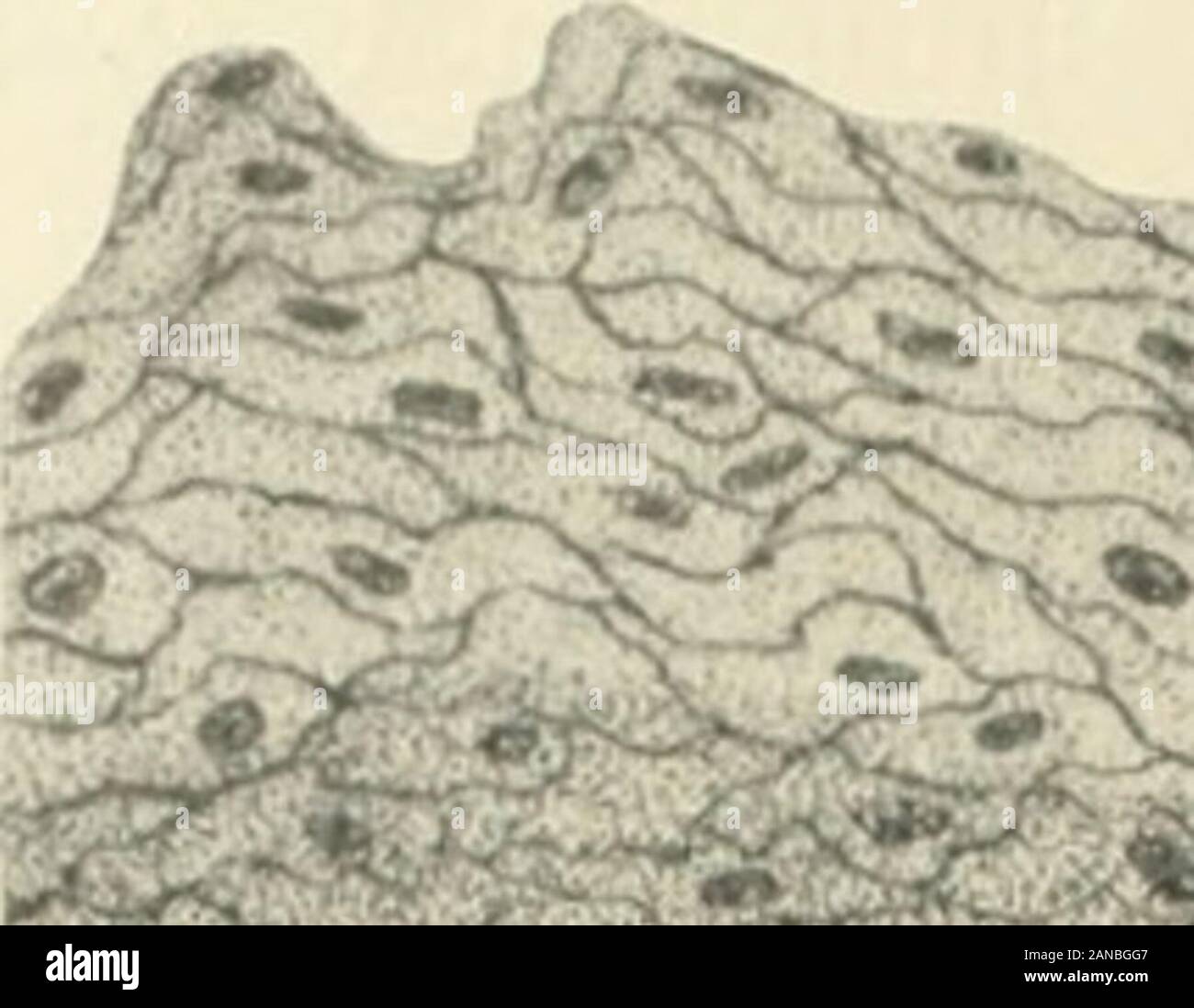 Das amerikanische Journal der Anatomie. die oberflächlichen Schichten von Zellen Indica- chemische Veränderung in ihrer Transparenz und in Fleck zeigen - Leichter ing in eosin, der Grad der Abflachung der Zellen ist muchless als in die Tiere erwähnt, und ovalen Zellkernen, die stainwell, sind sogar in den oberflächlichen Schichten (Abb. erhalten. 13). Die tiefe Grenze des Epithels ist unregelmäßig Aufgrund der Pres-ence der vorübergehende Falten der Lamina propria, beschrieben durch Strahl (89) und vor allem wegen der Präsenz von großen numbersof Hohe kegelförmige Papillen. Letztere sind in l angeordnet Stockfoto