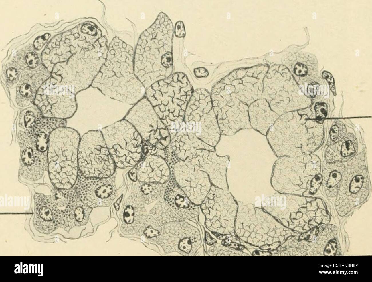 Das amerikanische Journal der Anatomie. L, muscularismucoscB Drüse tubulesshowing mucouscells und Demi-lunes Abb. 9. Querschnitt tunica Mucosa und Teil von Tela submucosa ofesophagus von Procyon. x120. 22 Emil Goetsch. sind so Largo, sie bilden kleine sessile acini entlang den Seiten der Tubuli. In beiden Fällen interzelluläre Kapillaren sind in ironhematoxylin Zubereitungen, die durch Zement Linien zwischen den angrenzenden Flächen der Zellen läuft beschrieben gesehen. In der acinus - wie demilunes ofi In Drüsen am unteren Ende diese interzelluläre Efferentes öffnen in acentral Lumen direkt Continuo Stockfoto